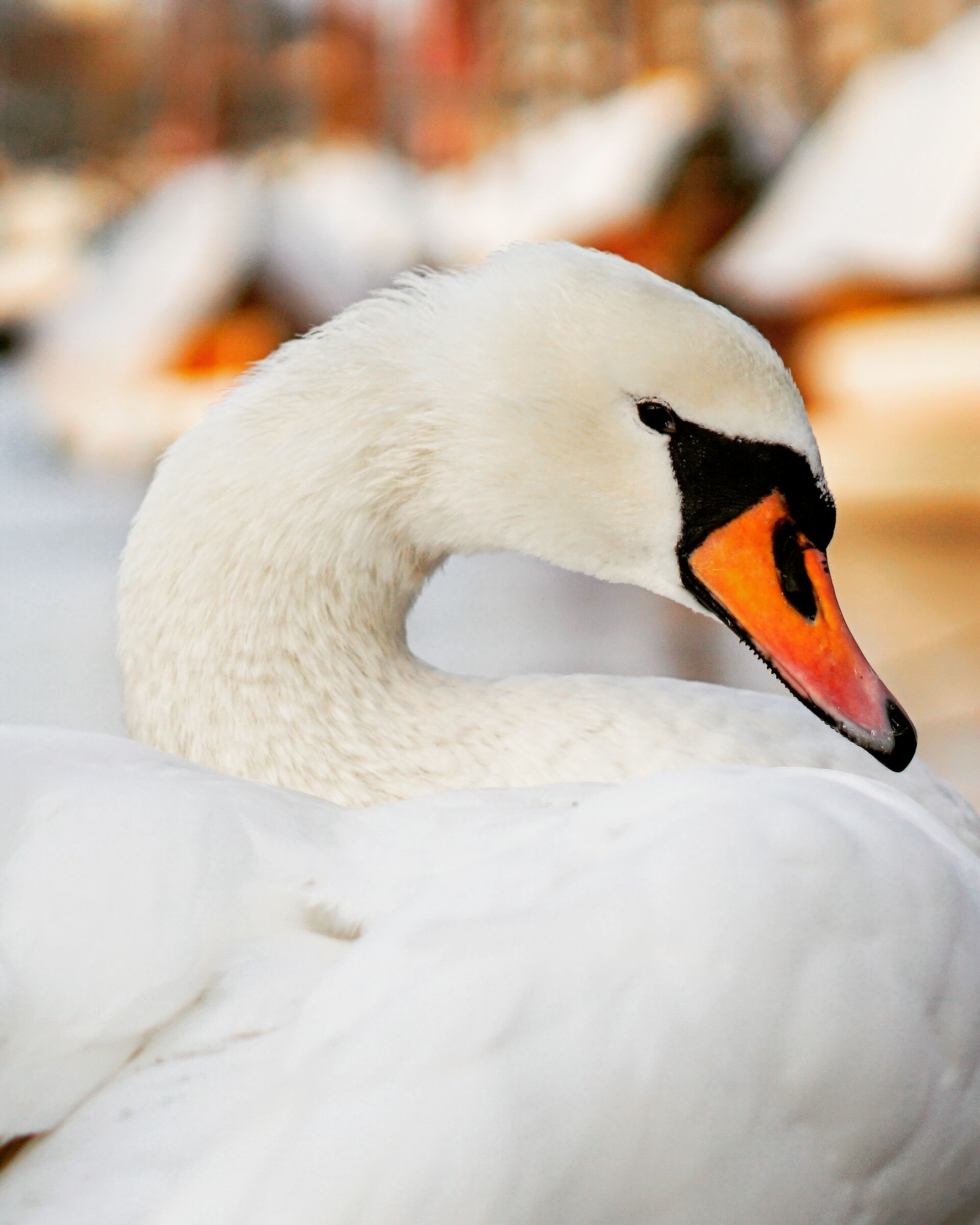 The elegance of the swan...