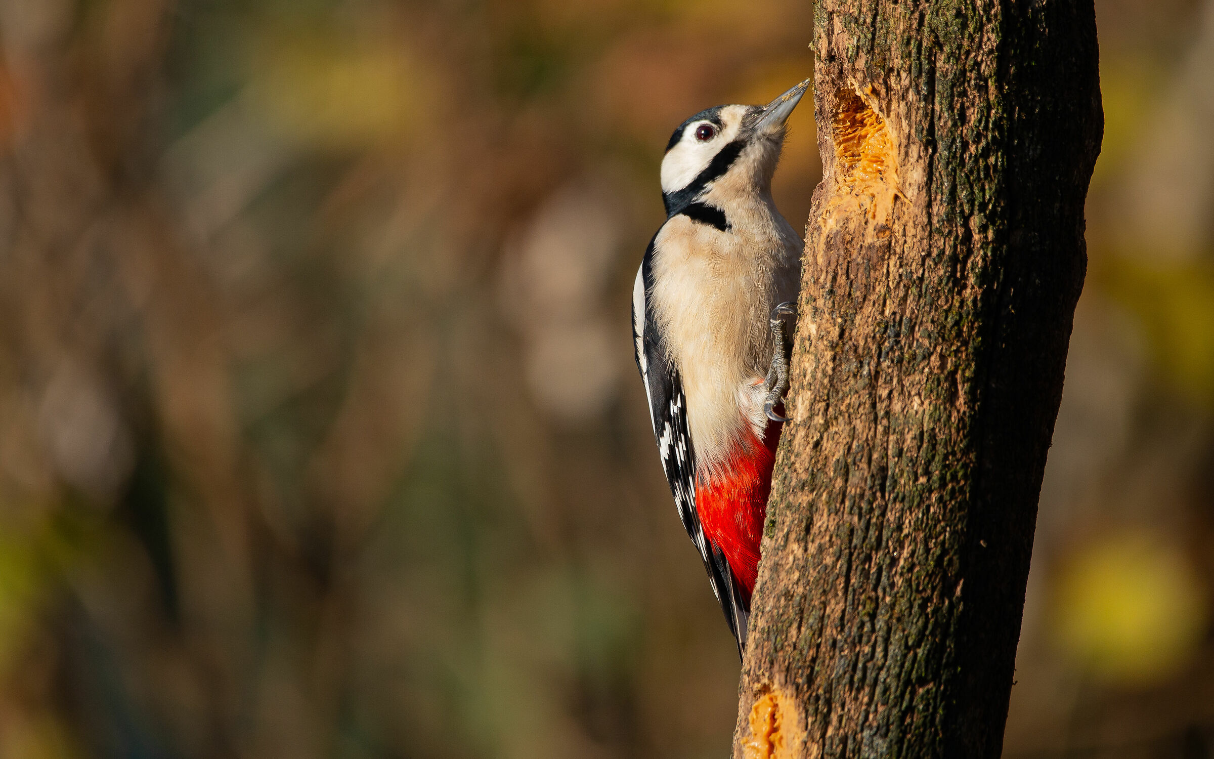 Red Woodpecker-1...