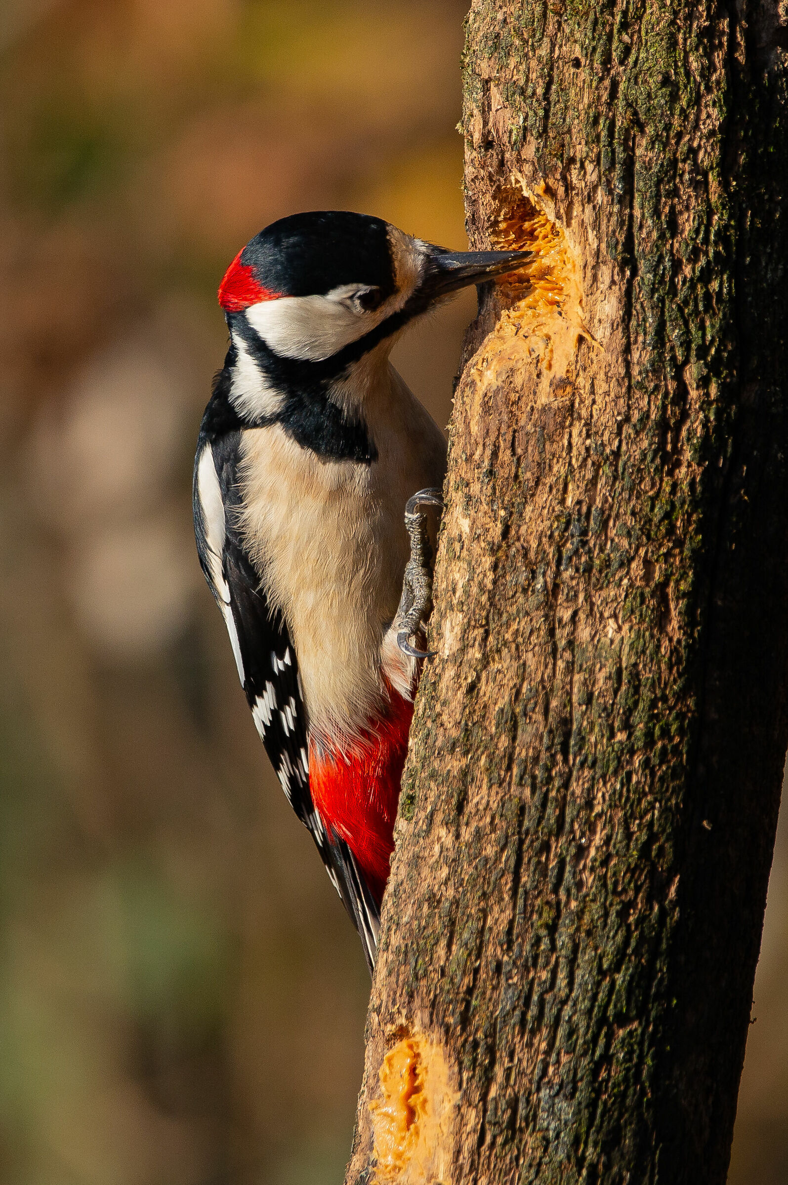 Red Woodpecker-3...