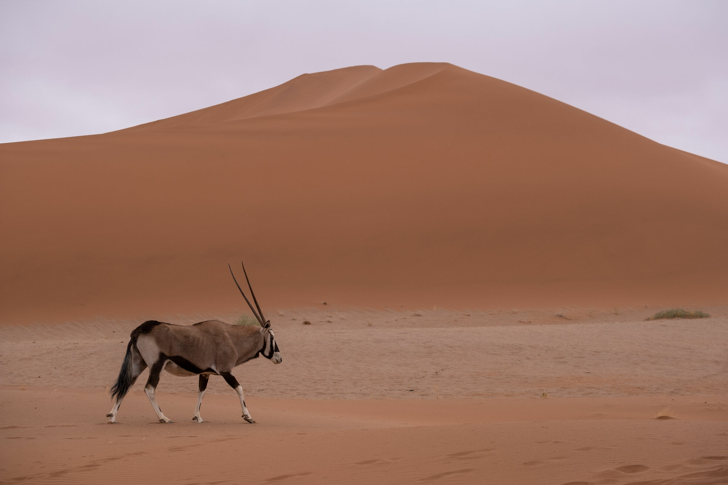 Oryx in Namibia...