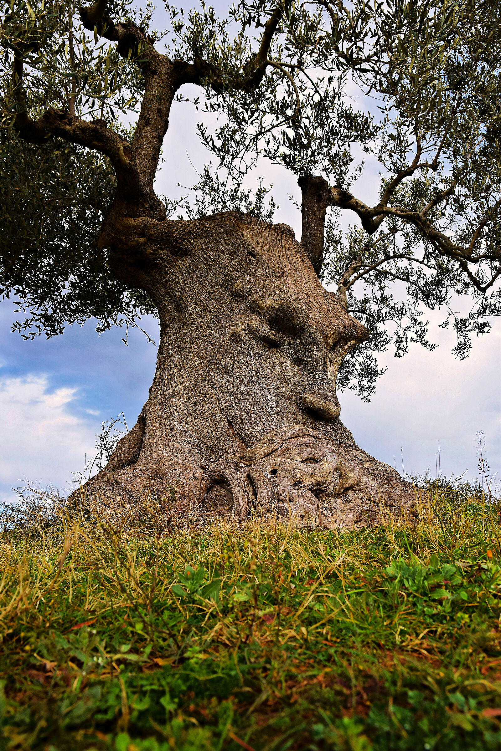 Thinking olive tree...