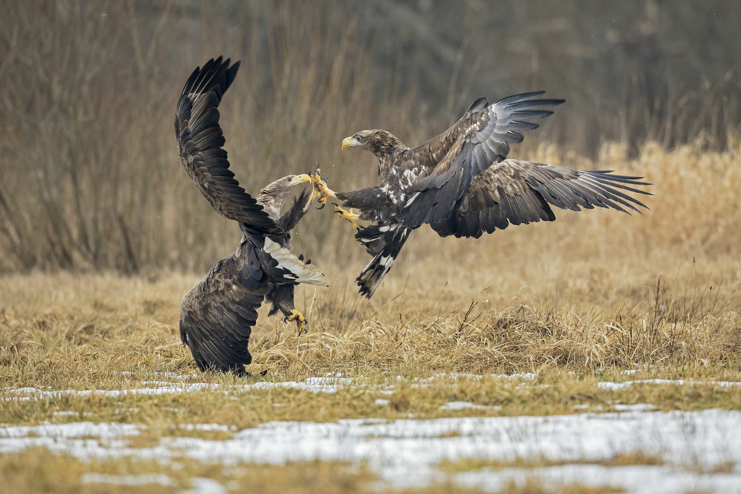 eagles in combat...
