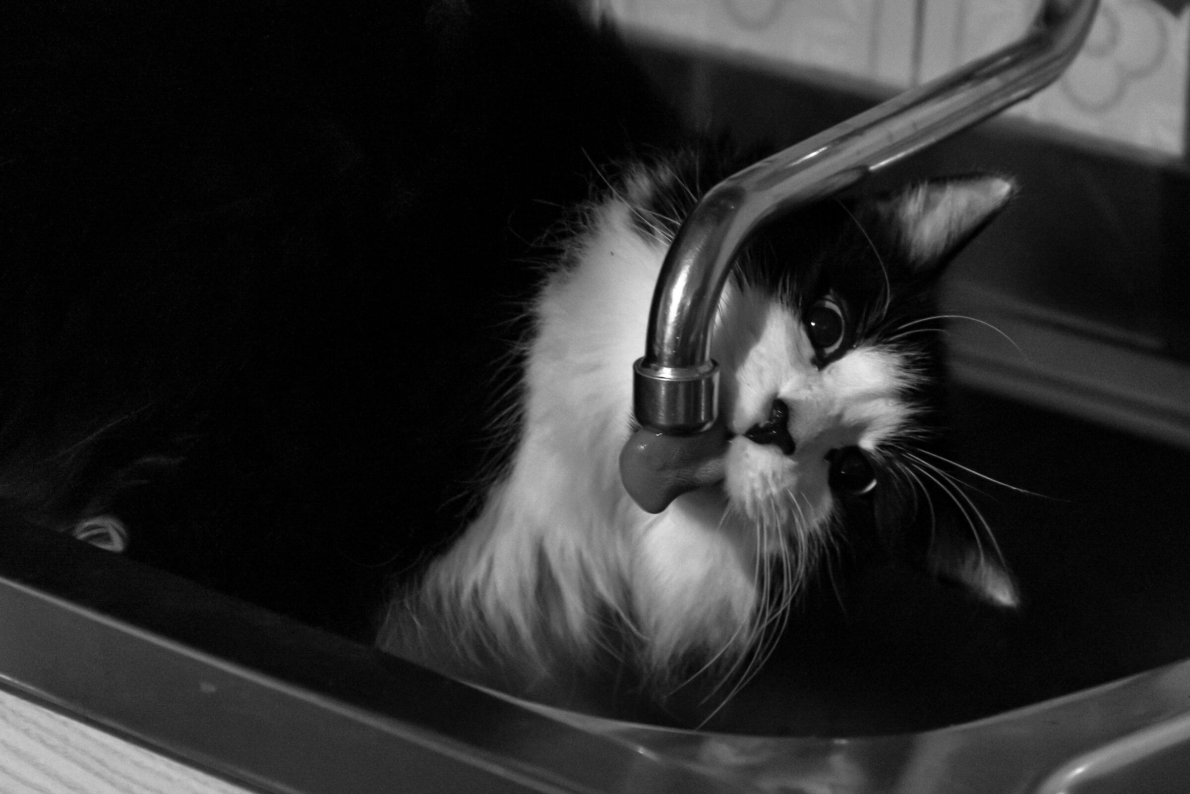 The cat is thirsty...
