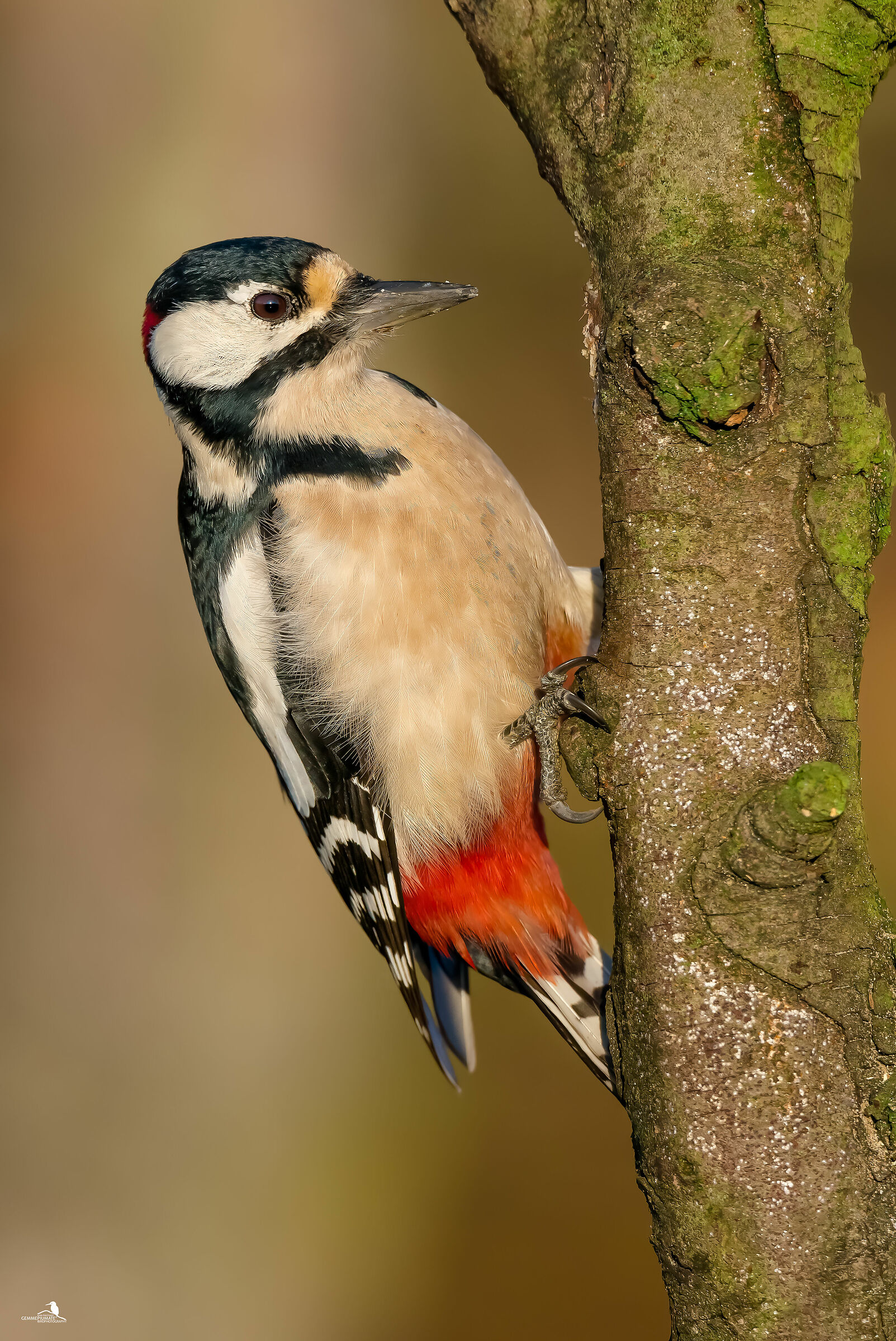 Major red woodpecker - male...