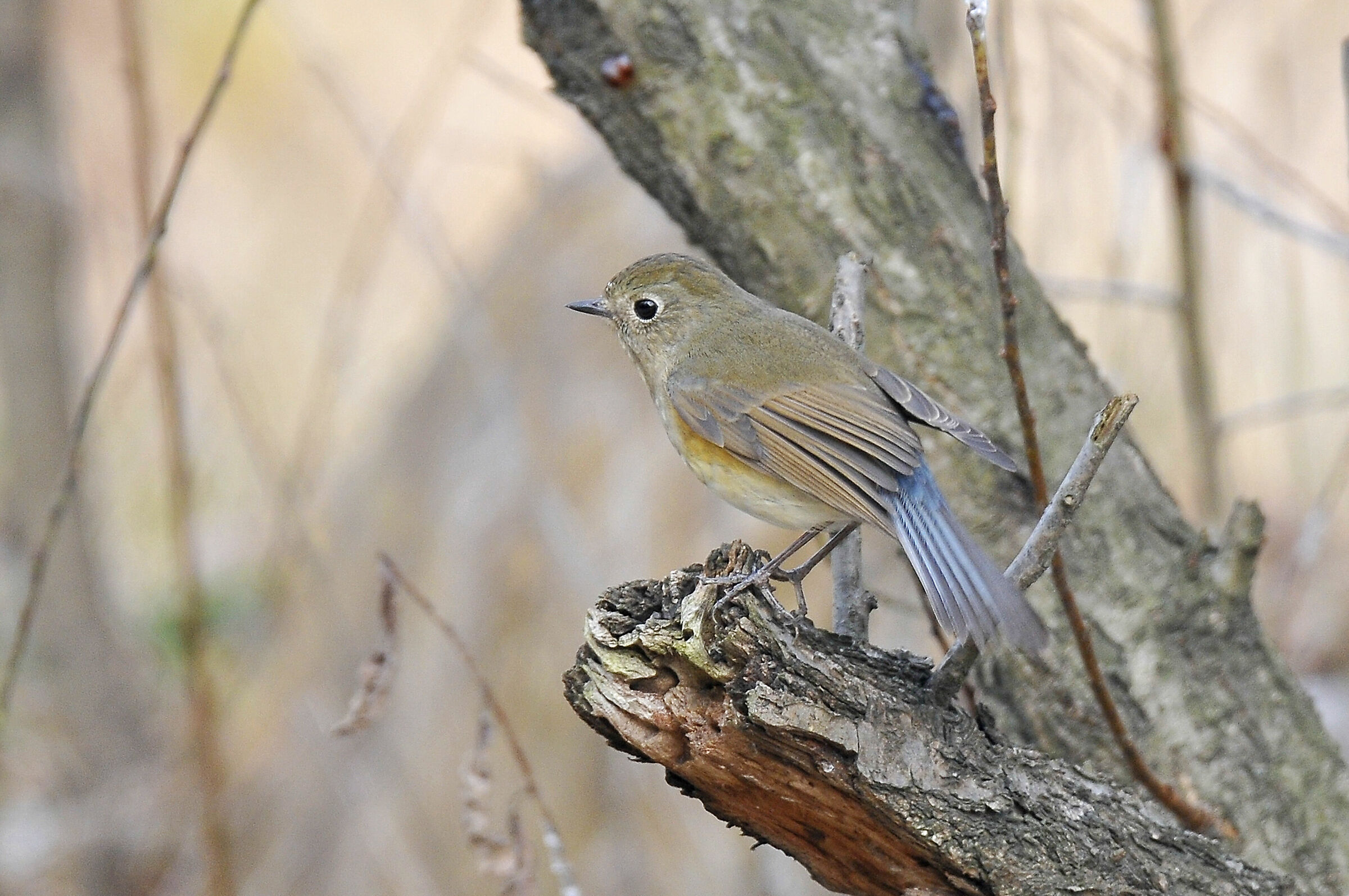 Red-flanked bluetail...