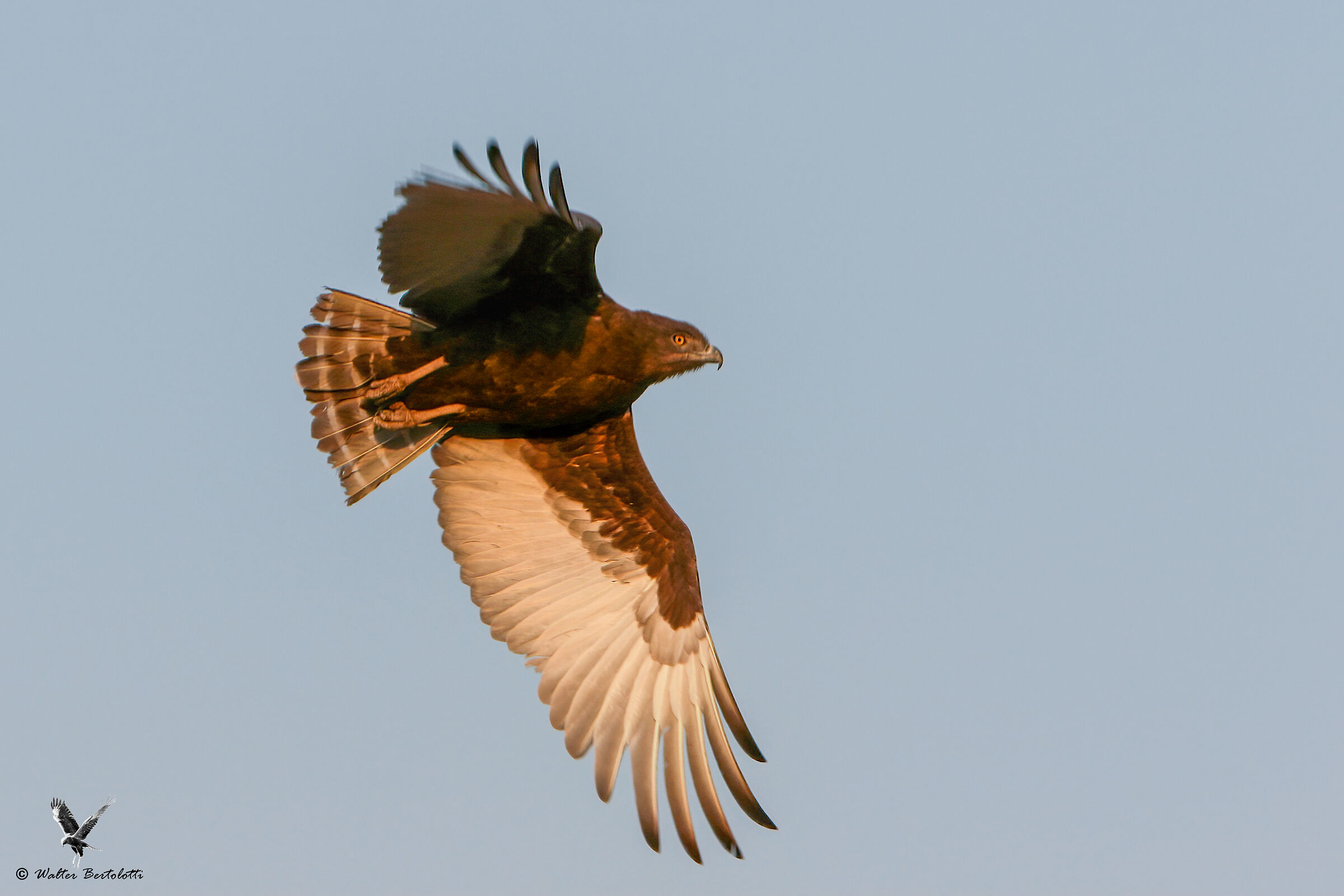 Biancone bruno (Brown snake eagle)...