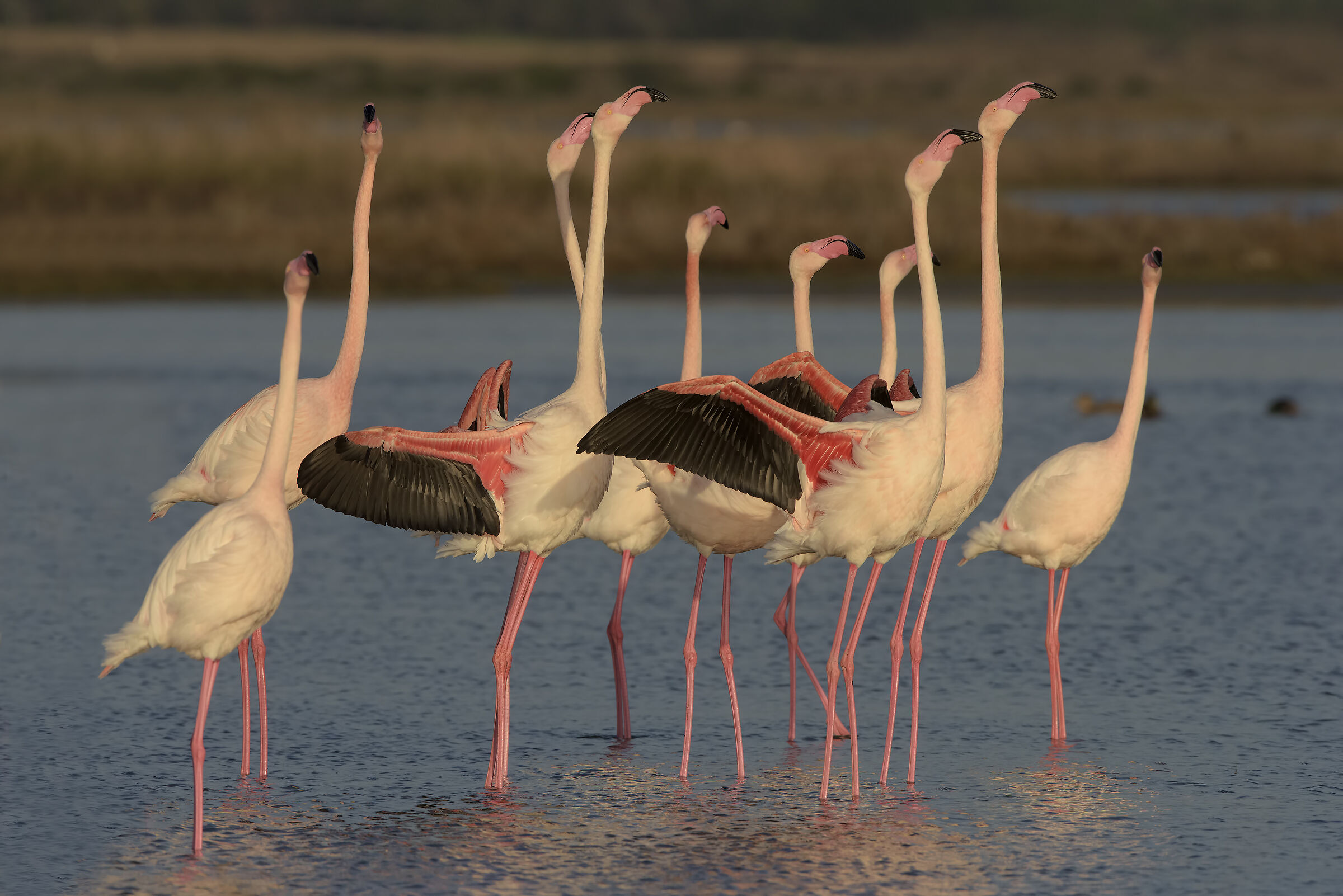 flamingos in parade...