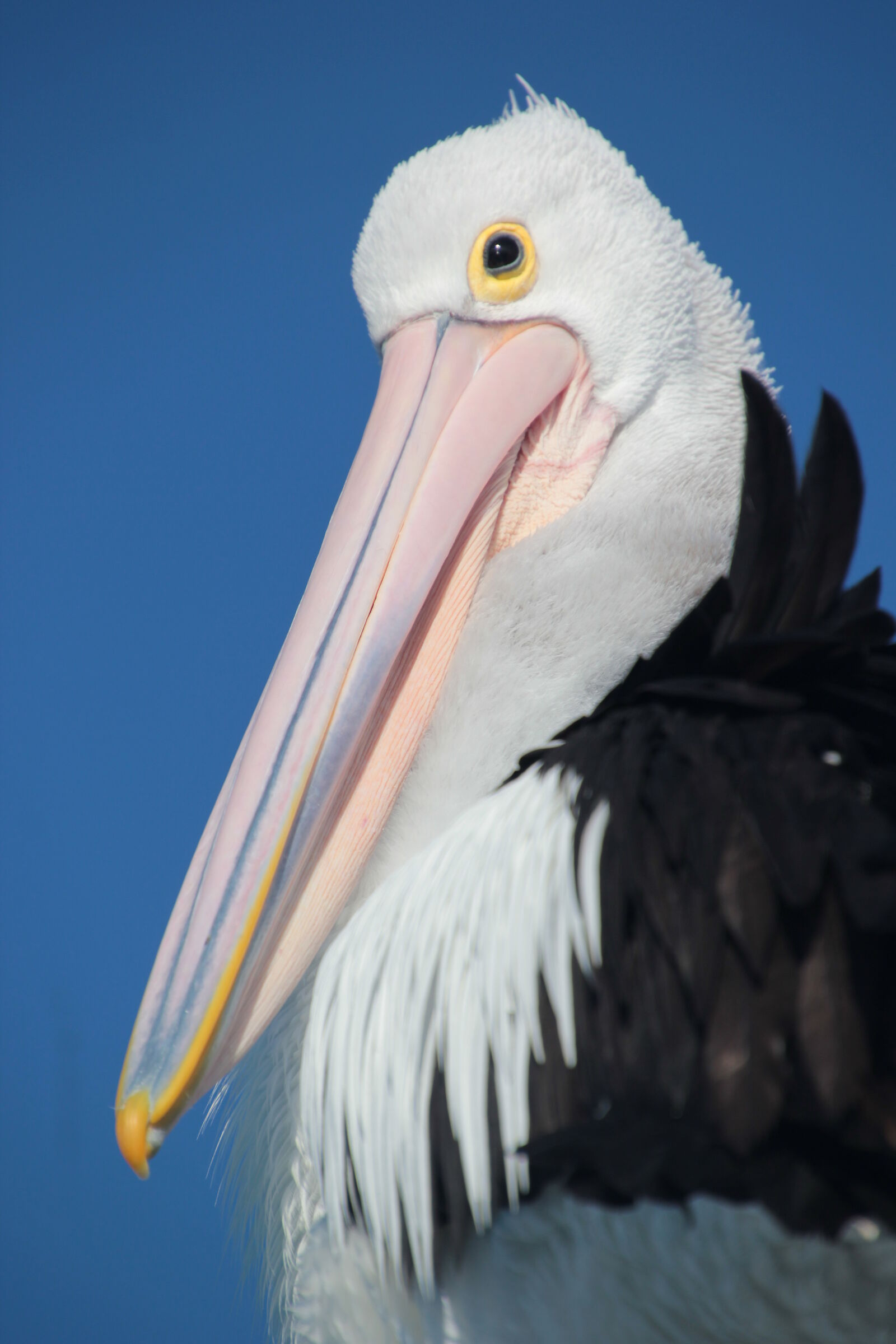 Australian Pelican...
