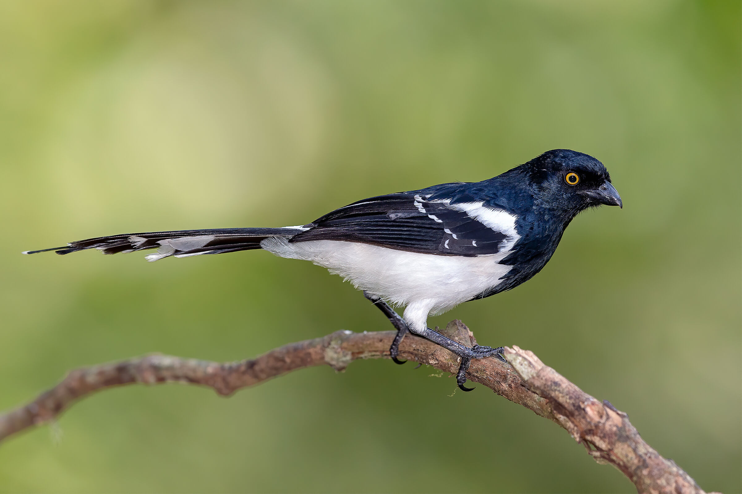 Tanagra magpie/Magpie tanager...