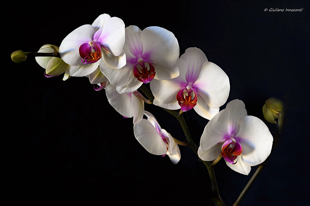 Orchidee Phalaenopsis...