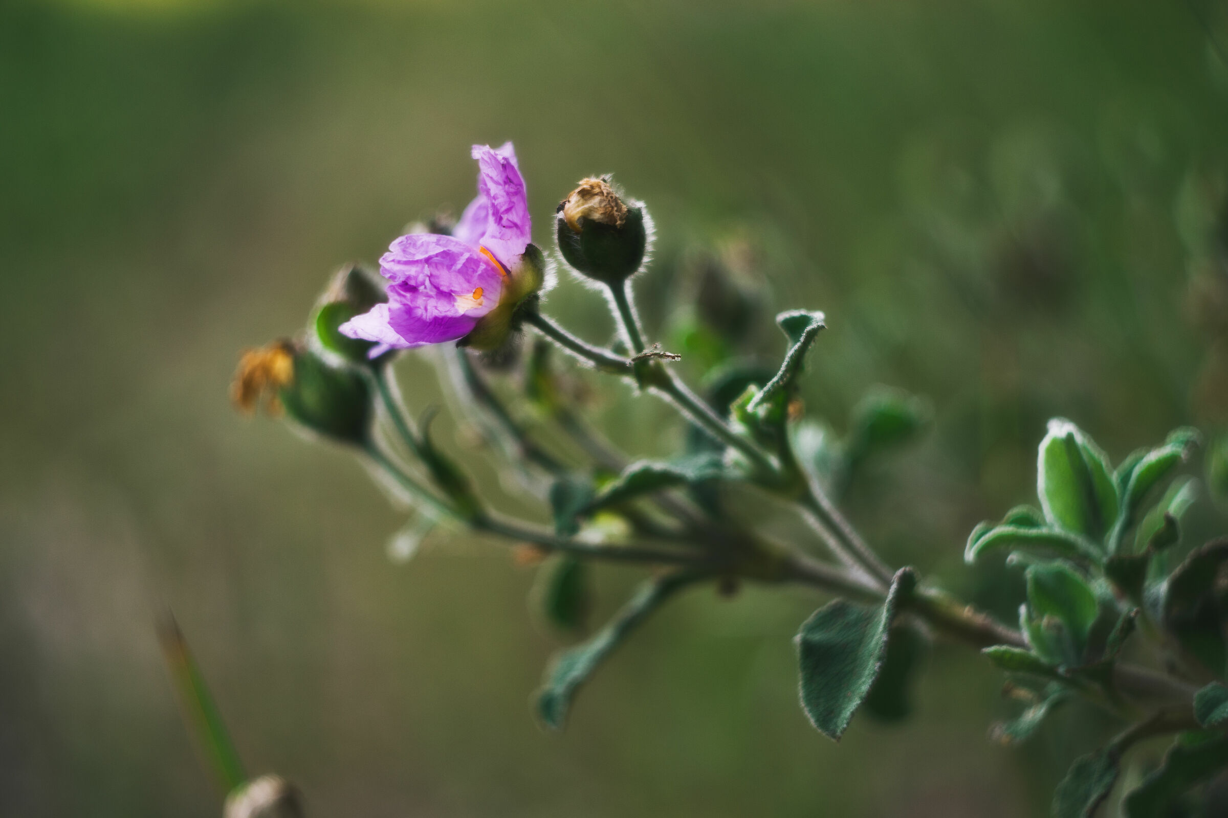 Flower 1...