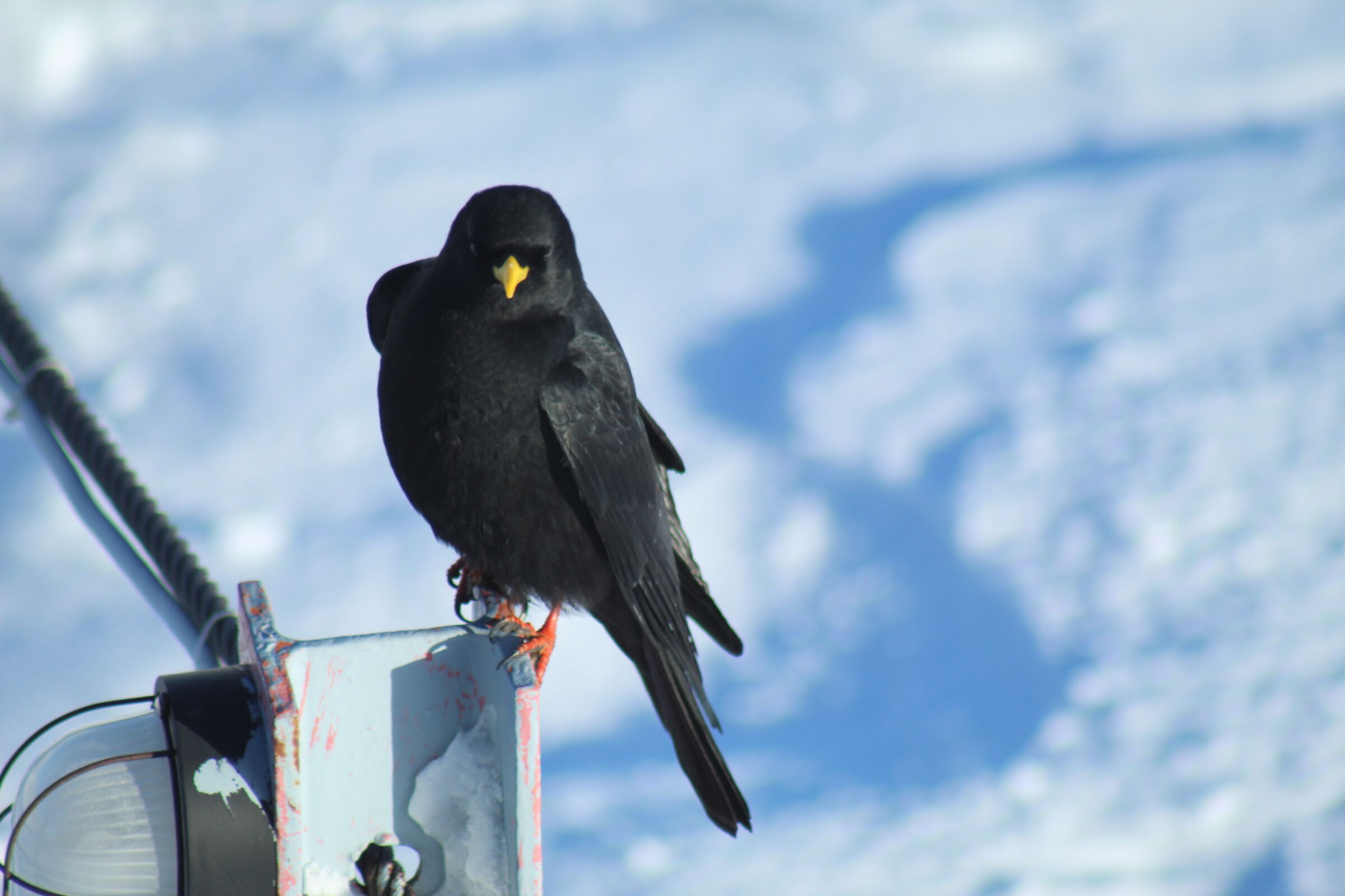 The high-altitude crow...