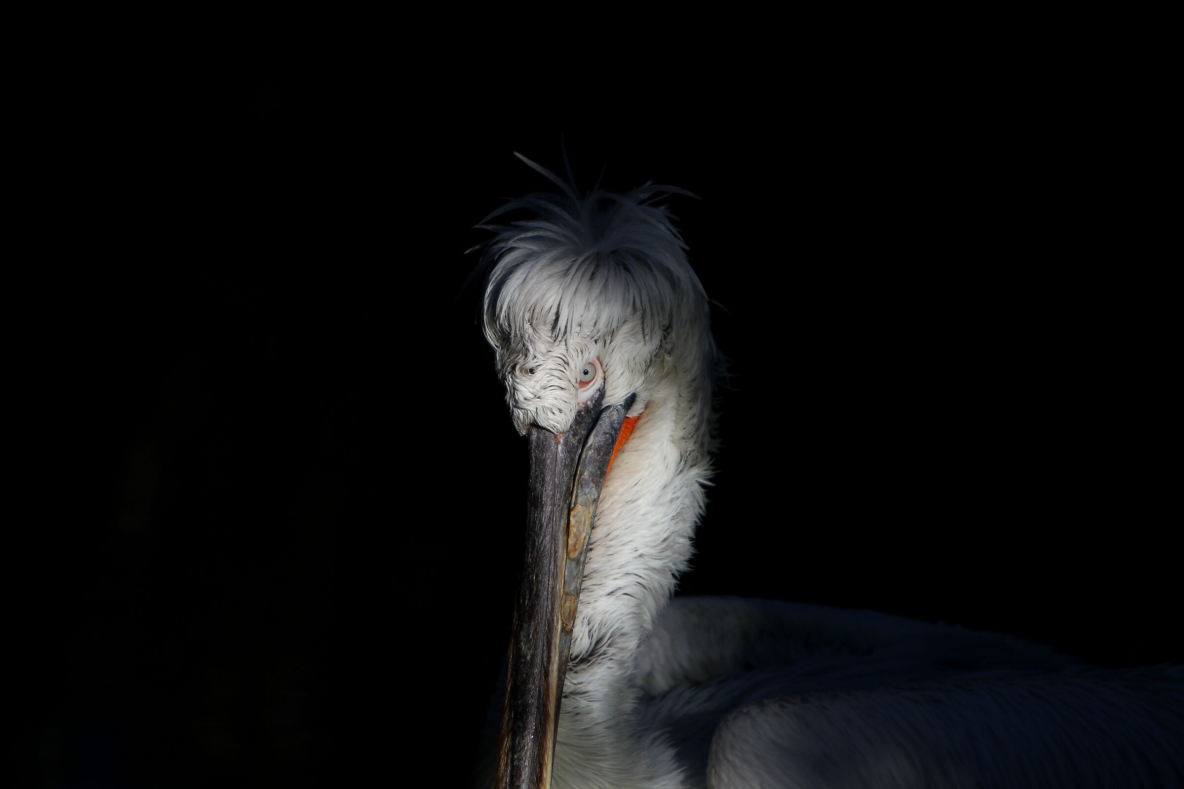 Crecan pelican ...