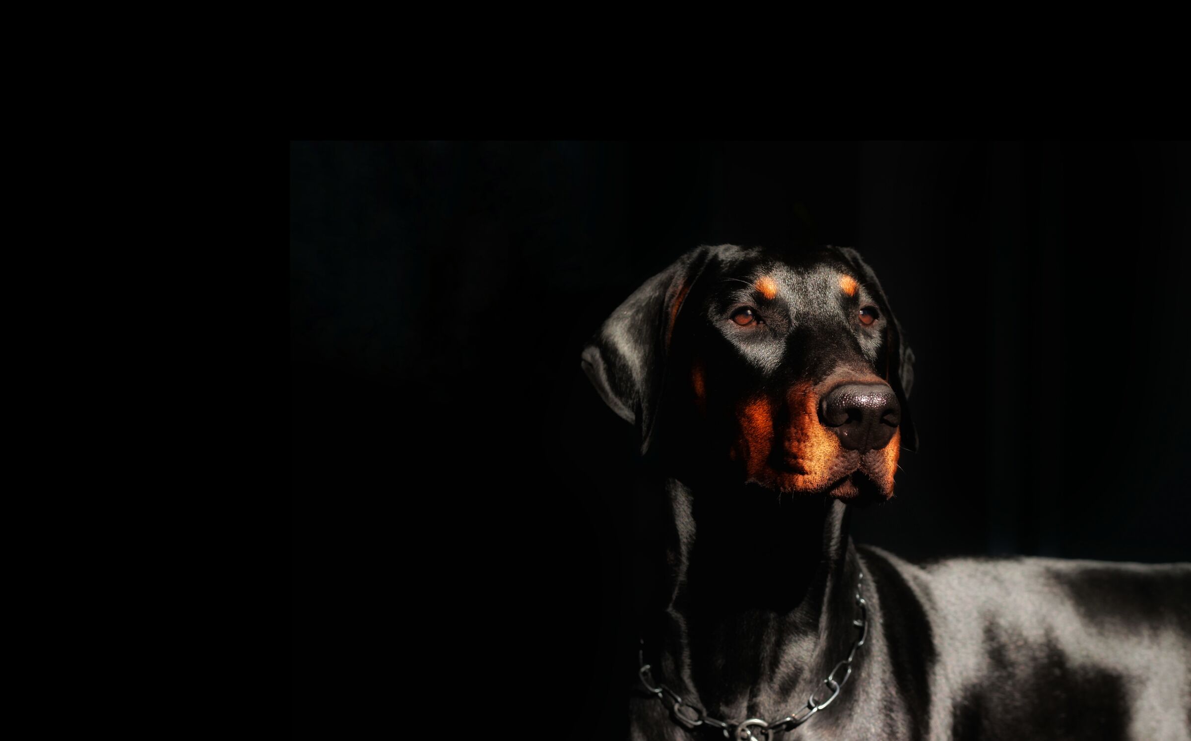 Dobermann...