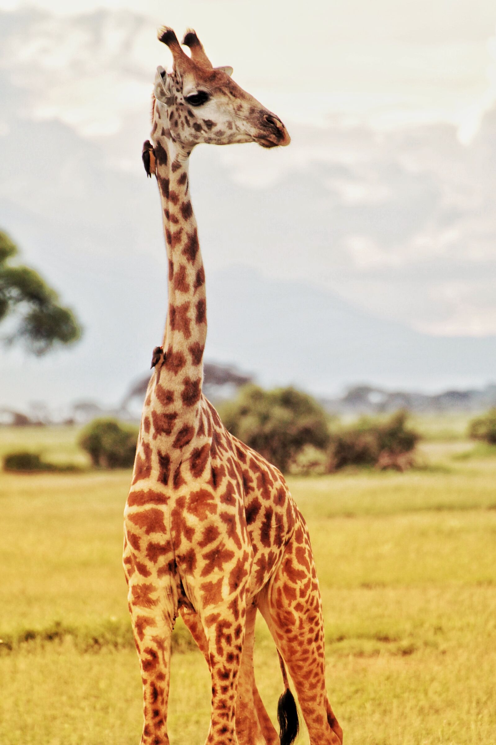 Giraffa al masai Mara...