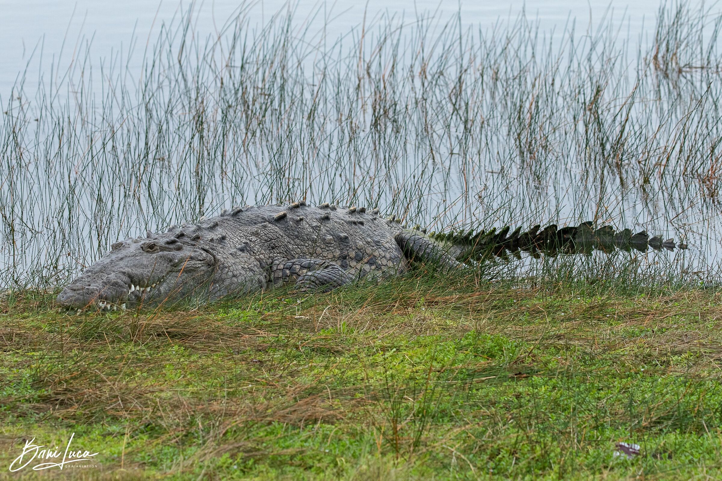 American Crocodile...
