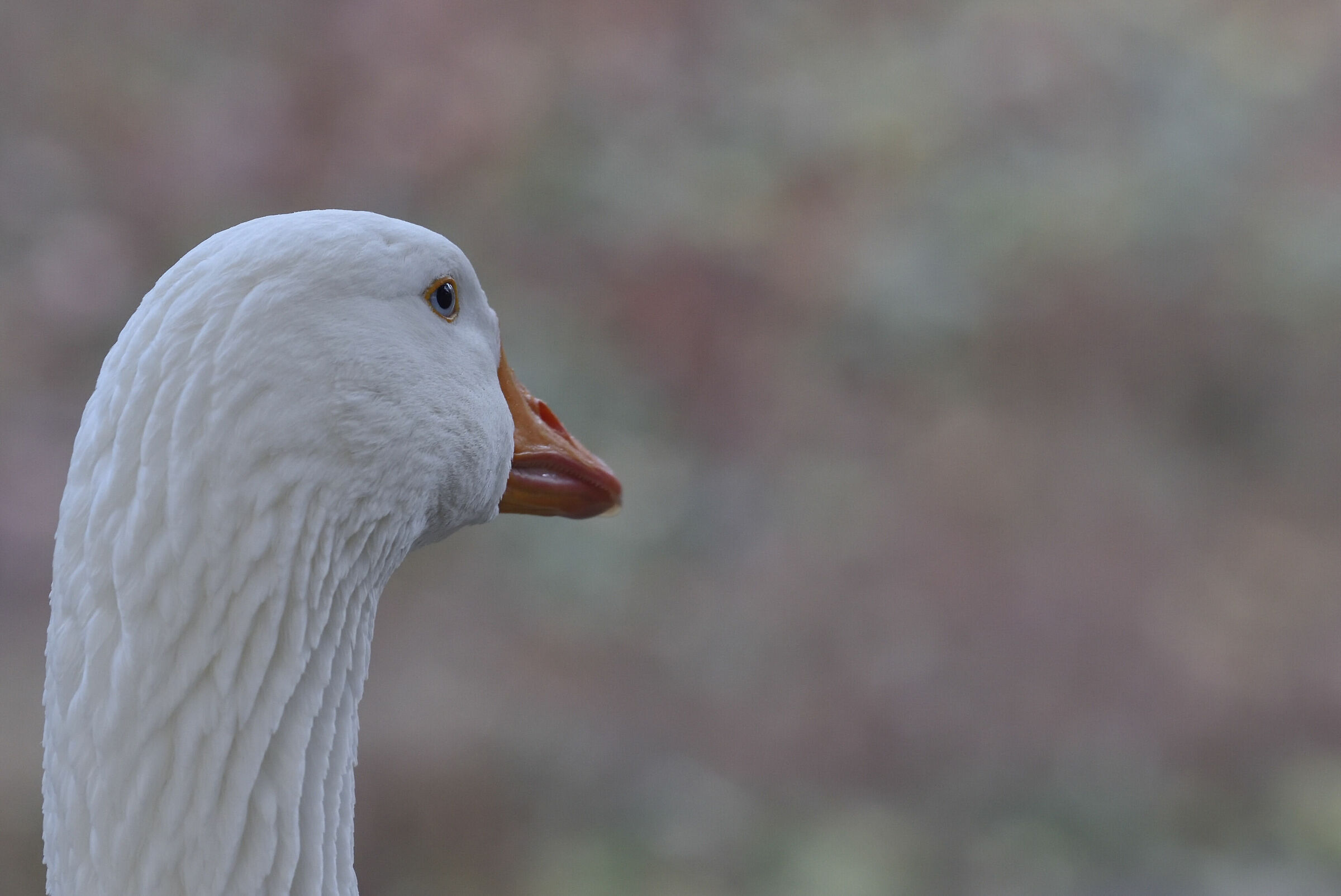White goose...