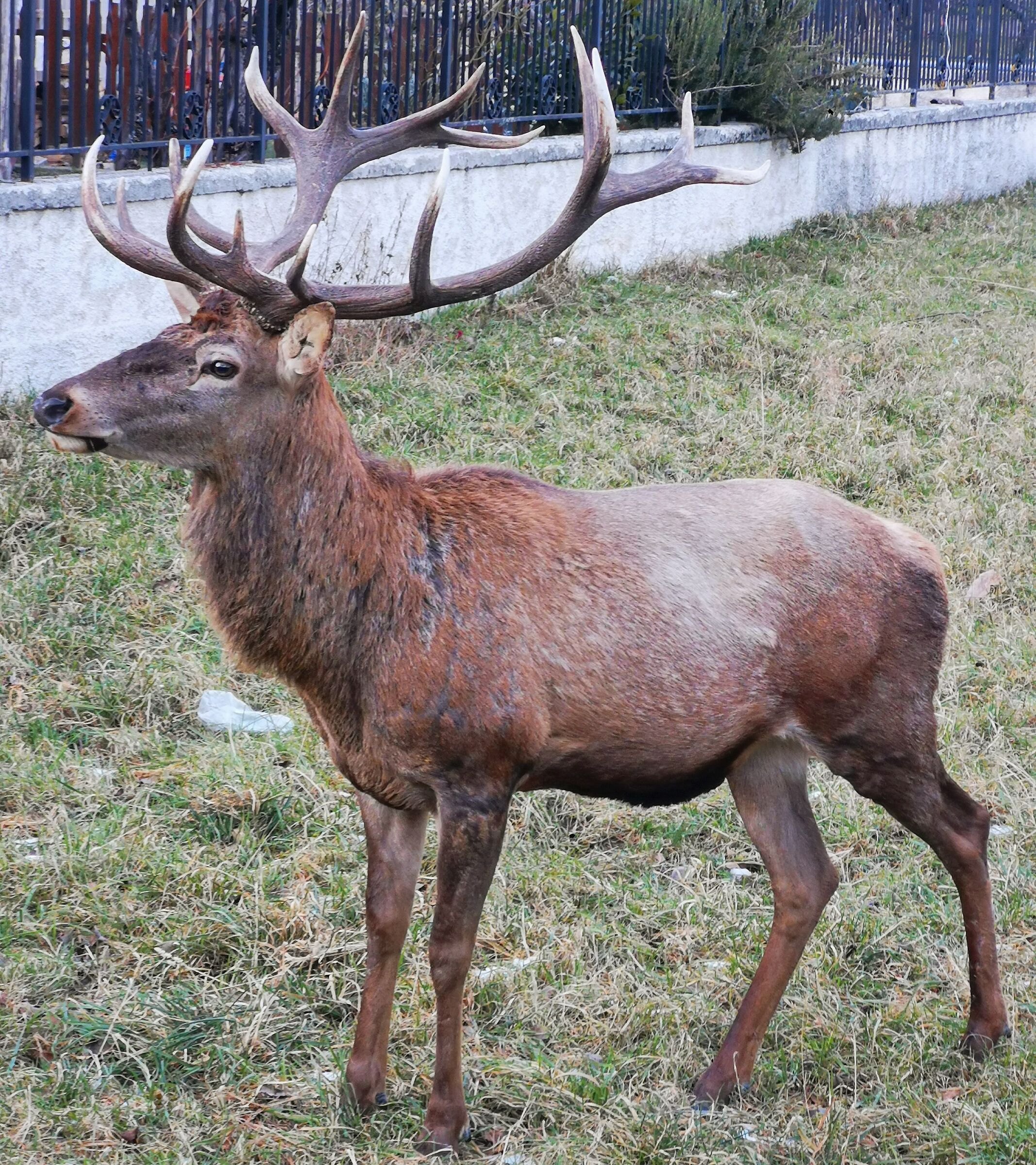 Because in Abruzzo National Park the deer are of...