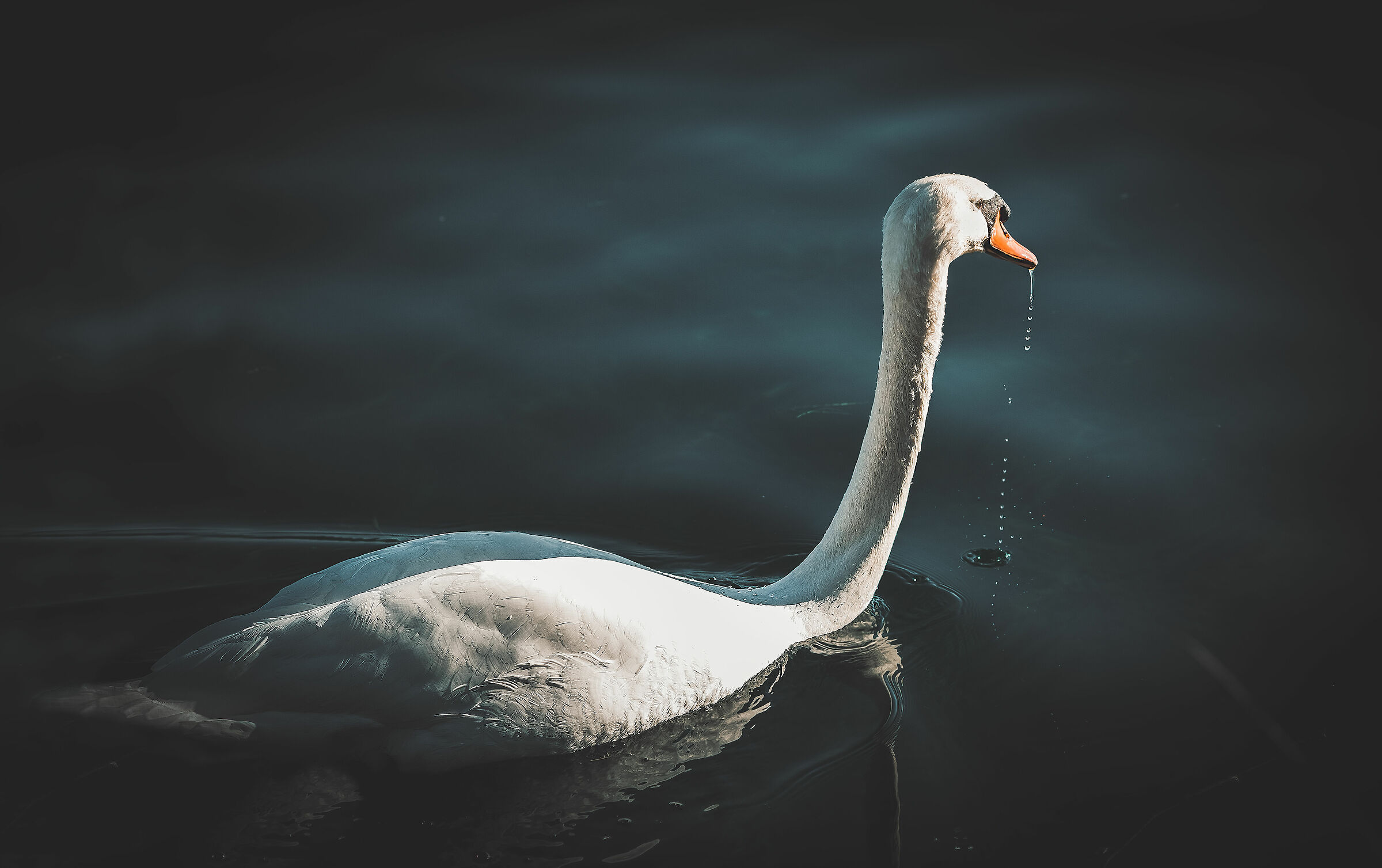 Beautiful Swan...