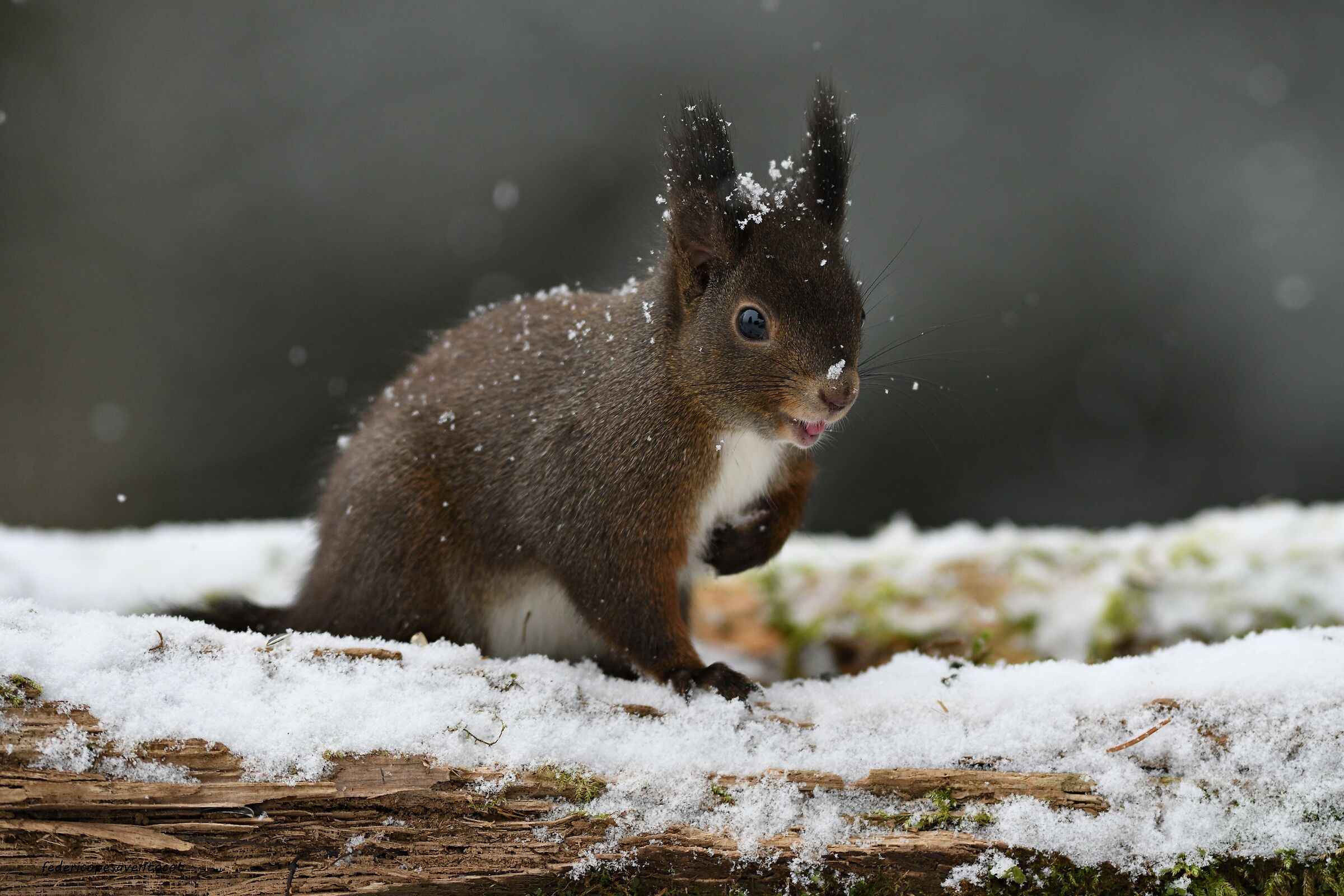 Squirrel under the snow ...