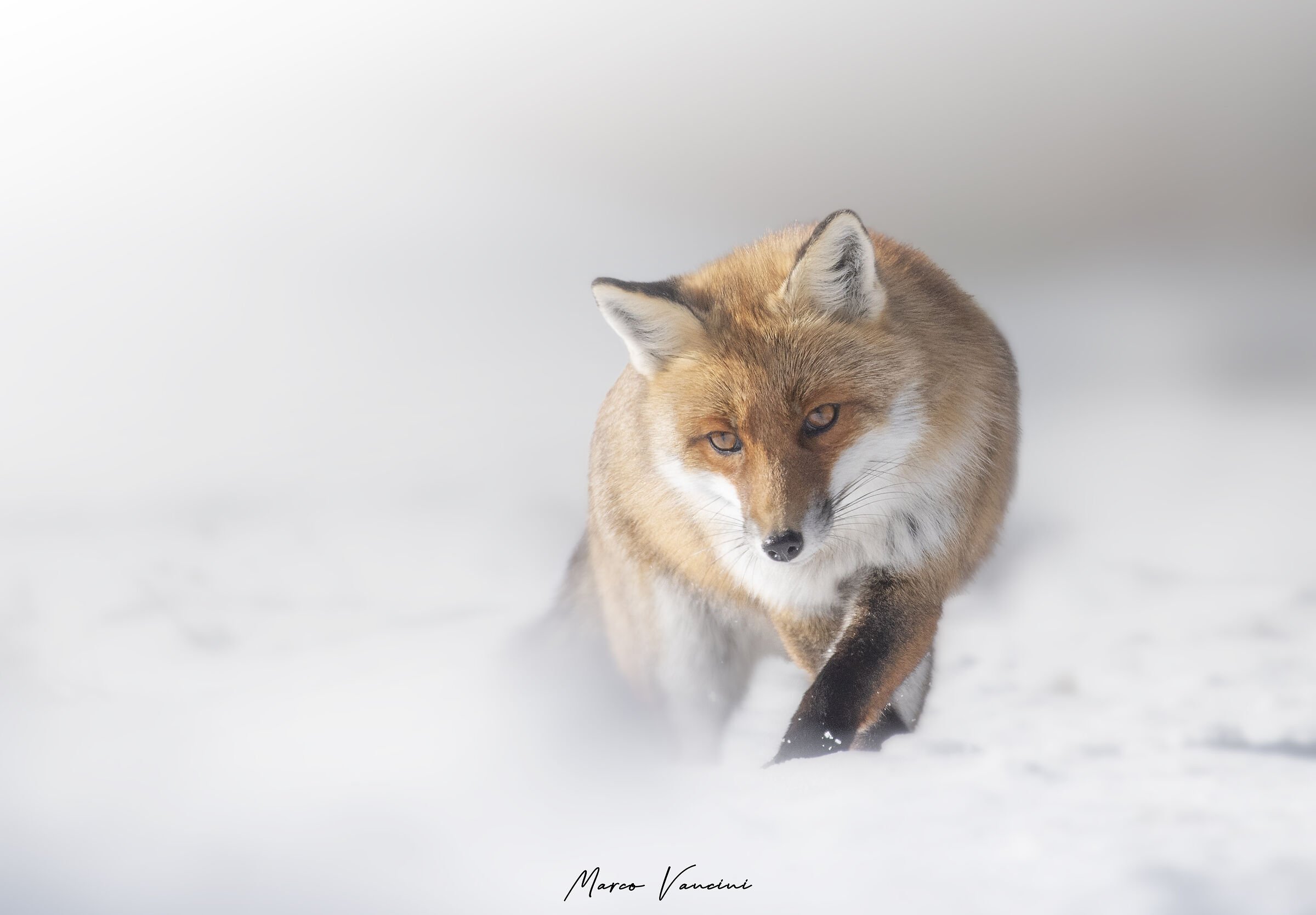 the fox and the snow ...