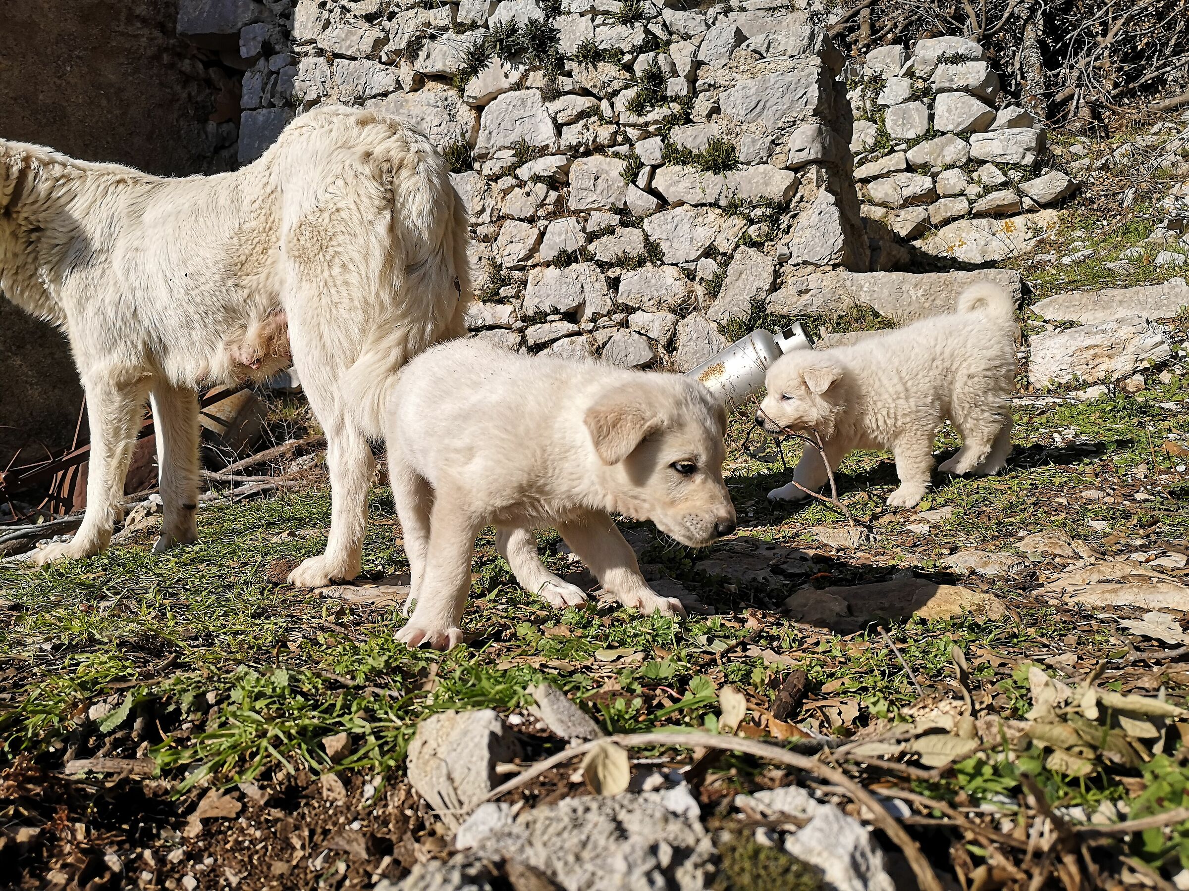 Abruzzo guarding dog 03...