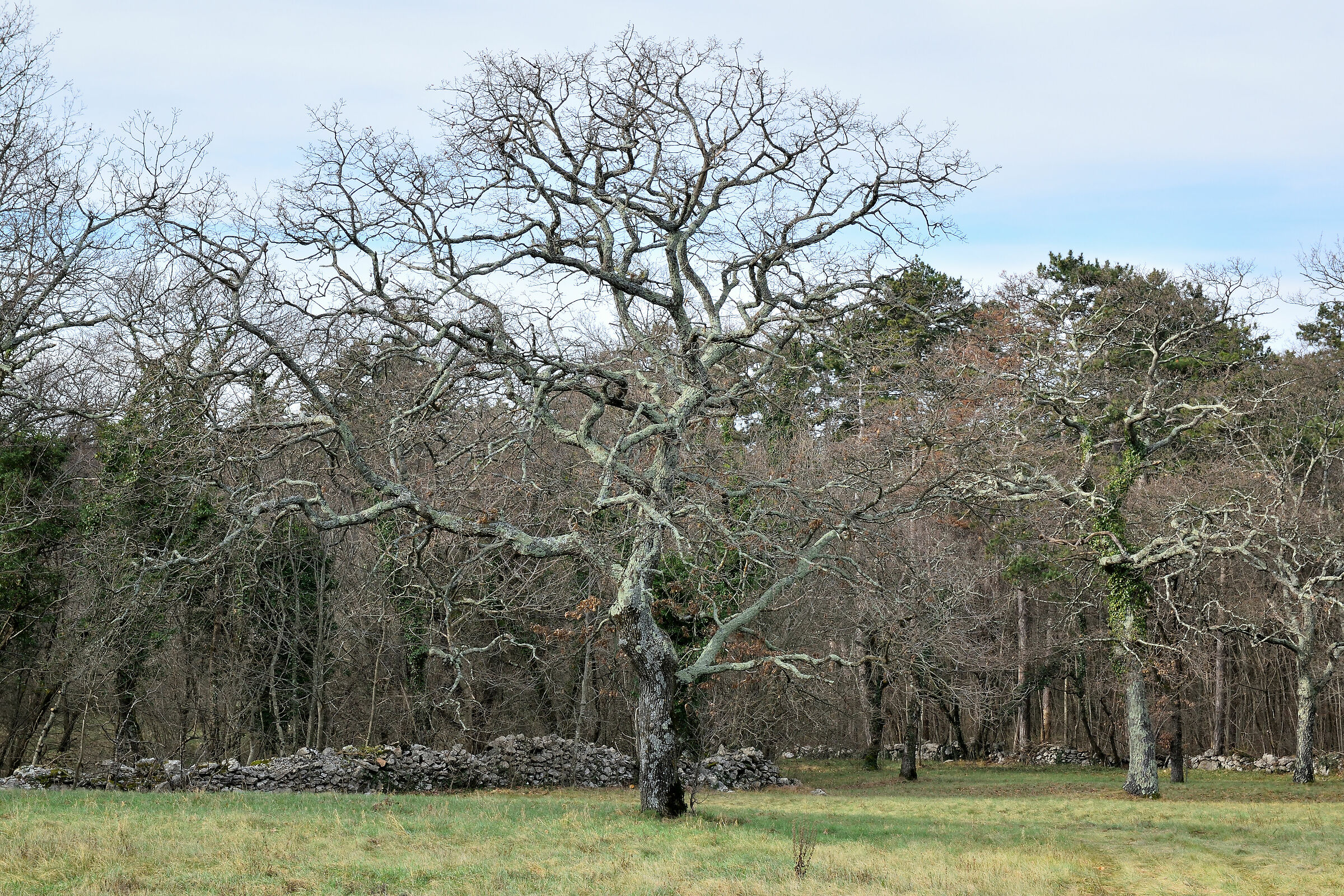 Licheni-covered oak...