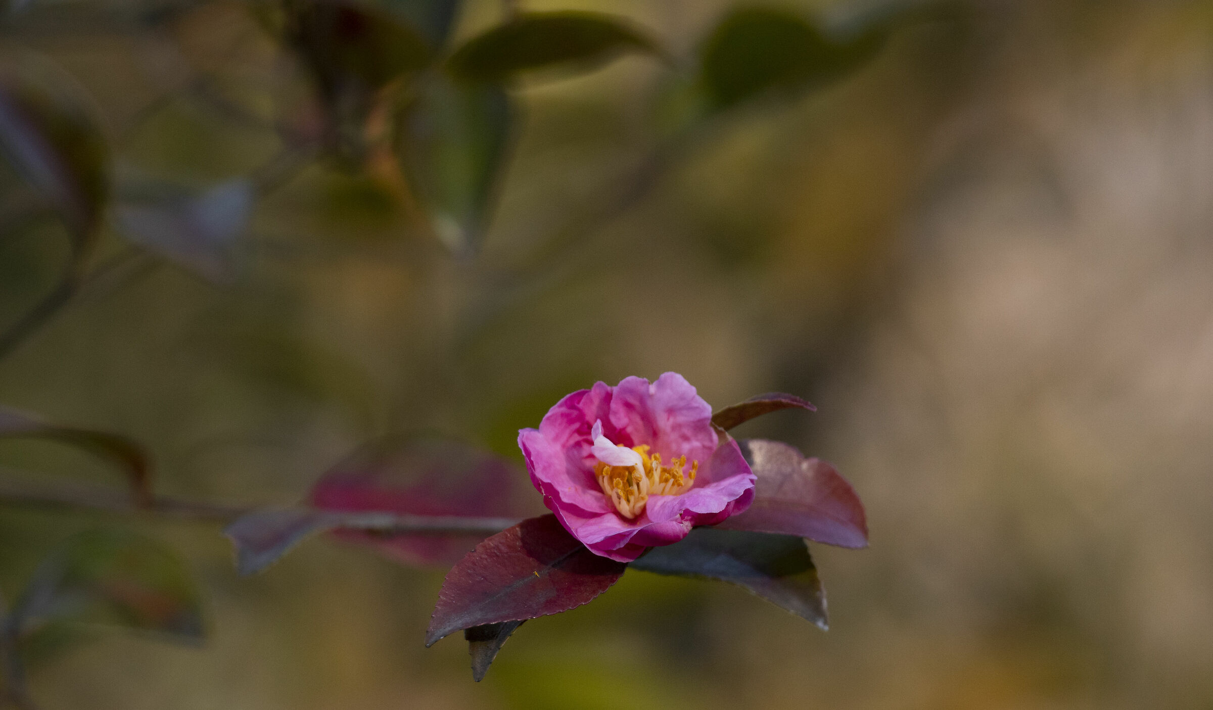 The first camellia of the year...