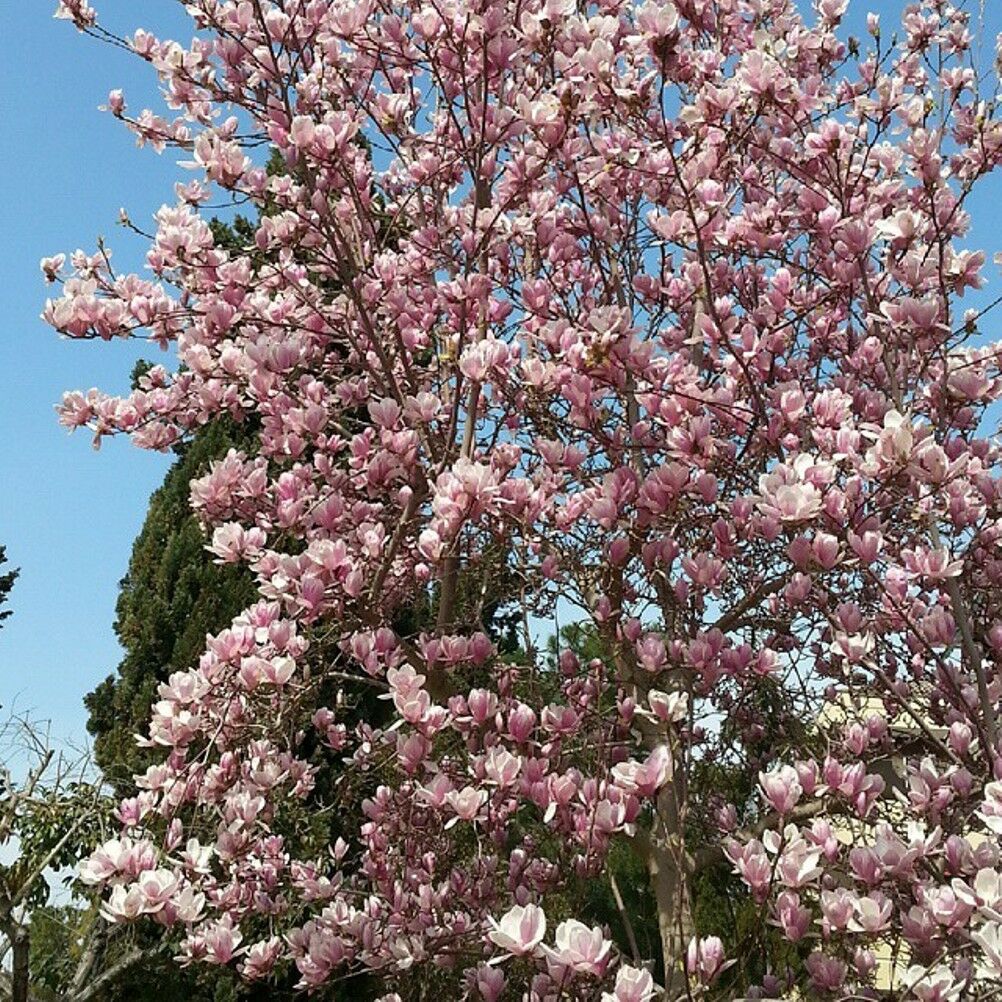 Magnolia giapponese...