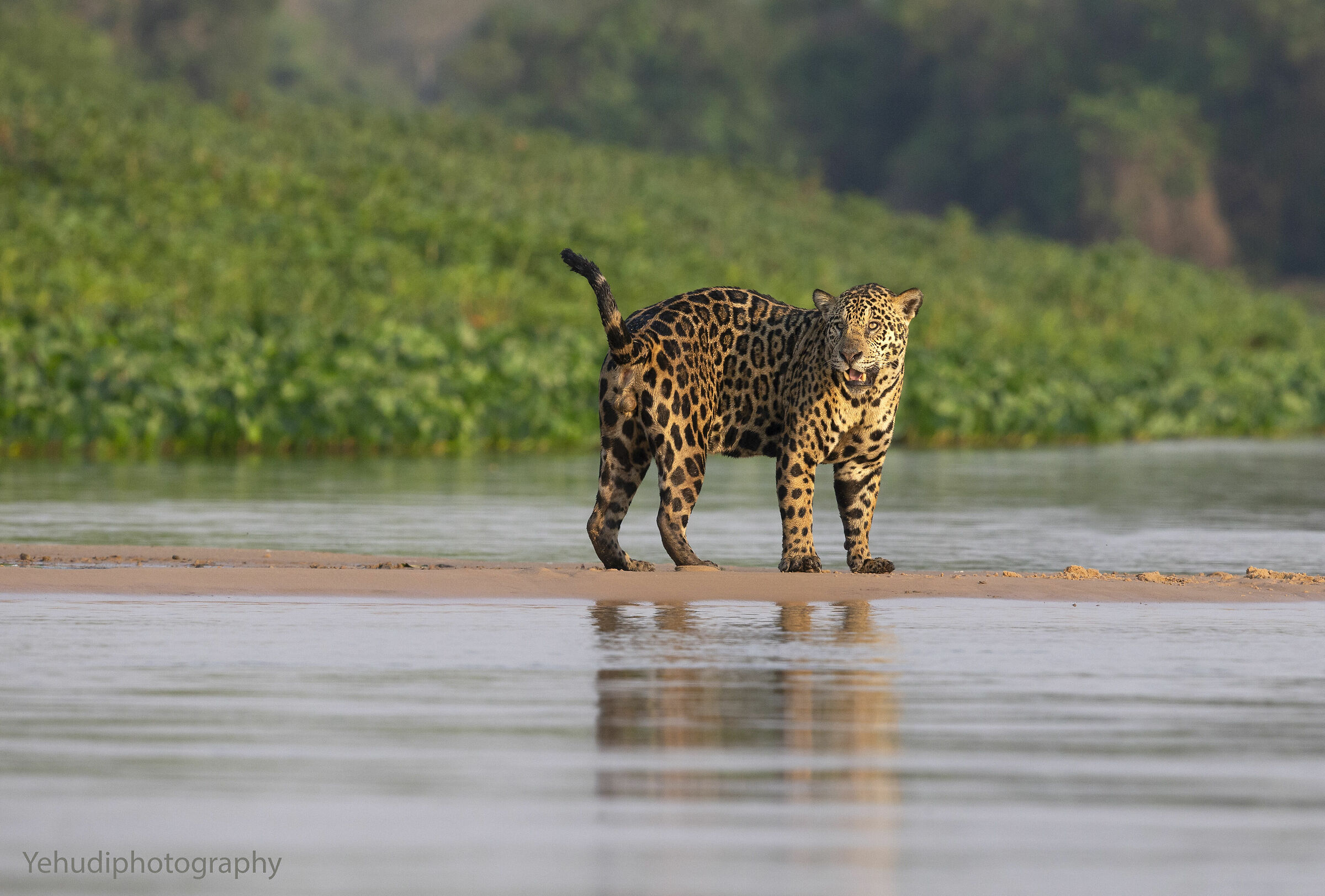 Jaguar do Pantanal ...