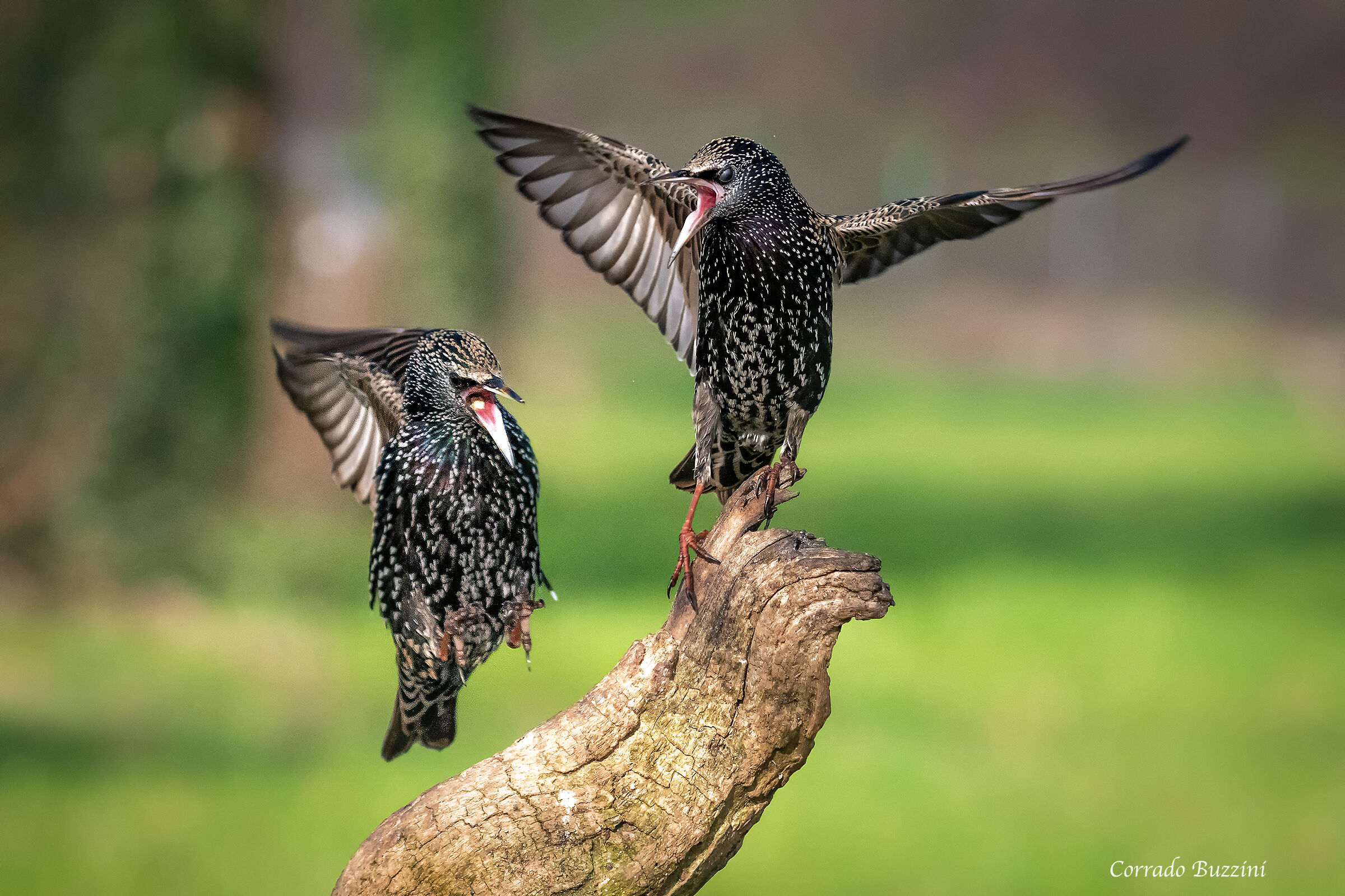 #capannodicora starlings...