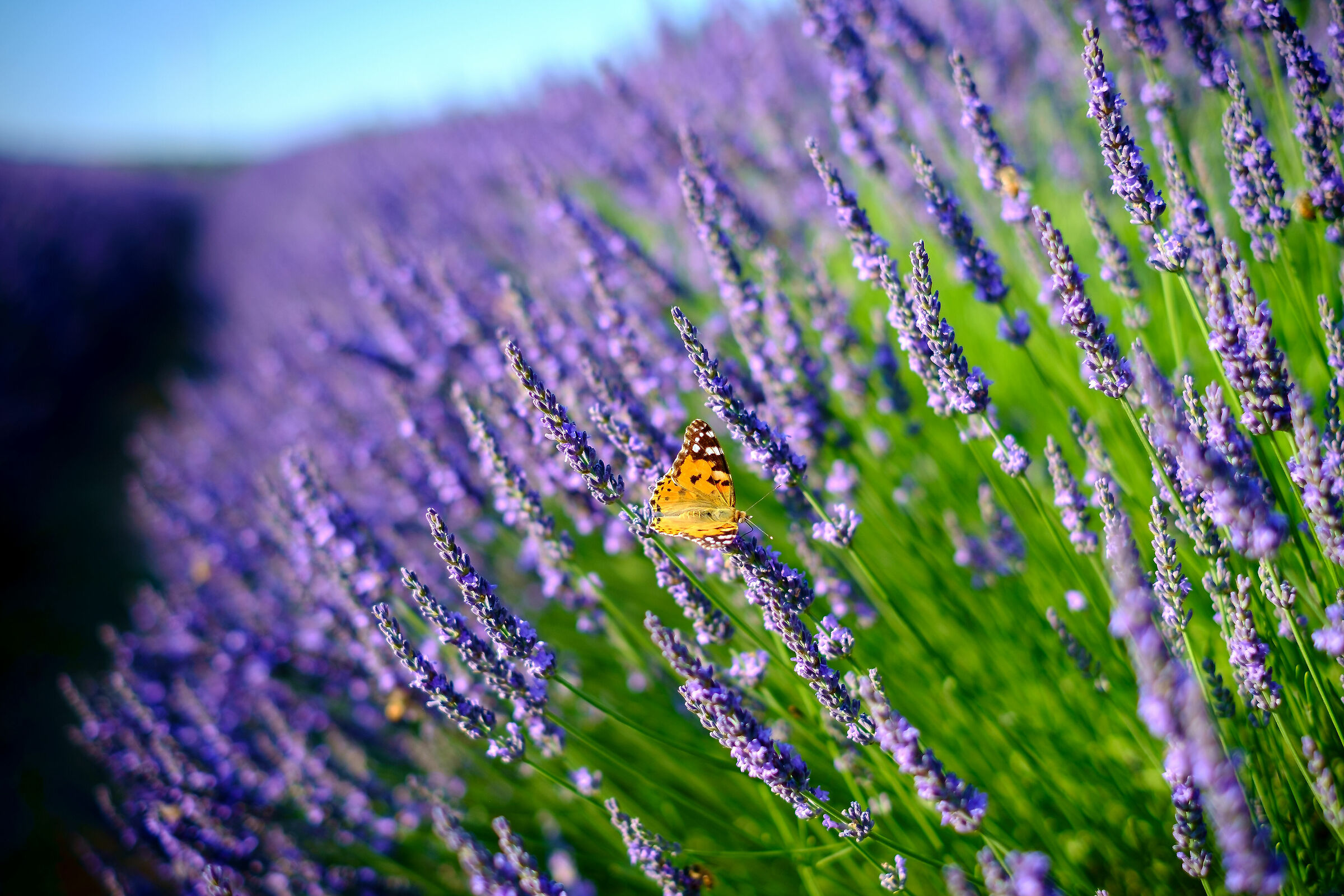 lavender field...