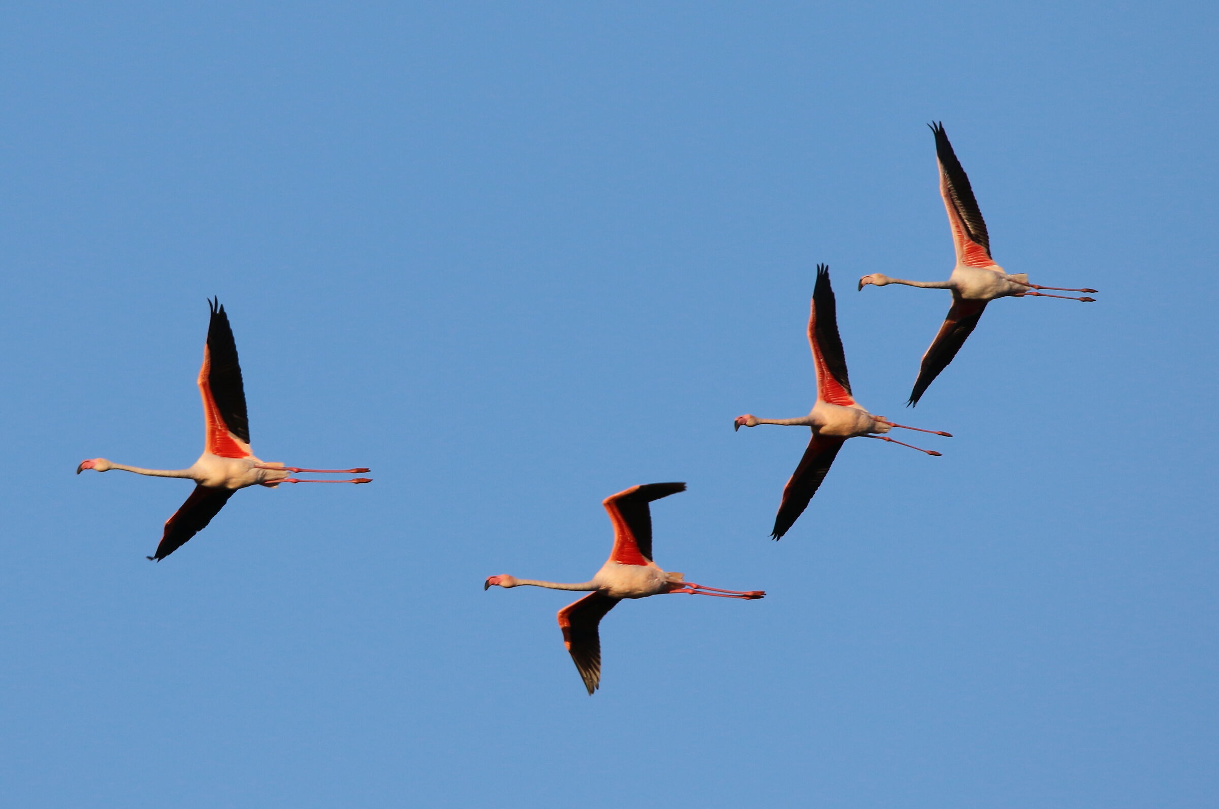 Pink flamingos in flight...