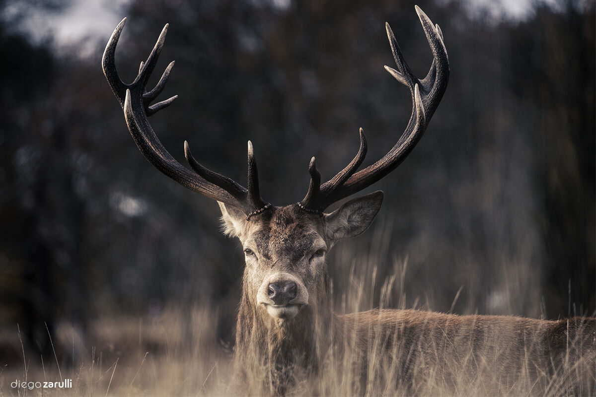 Deer...