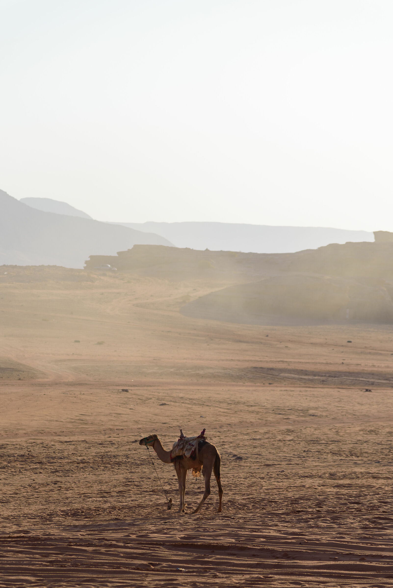 wadi rum...