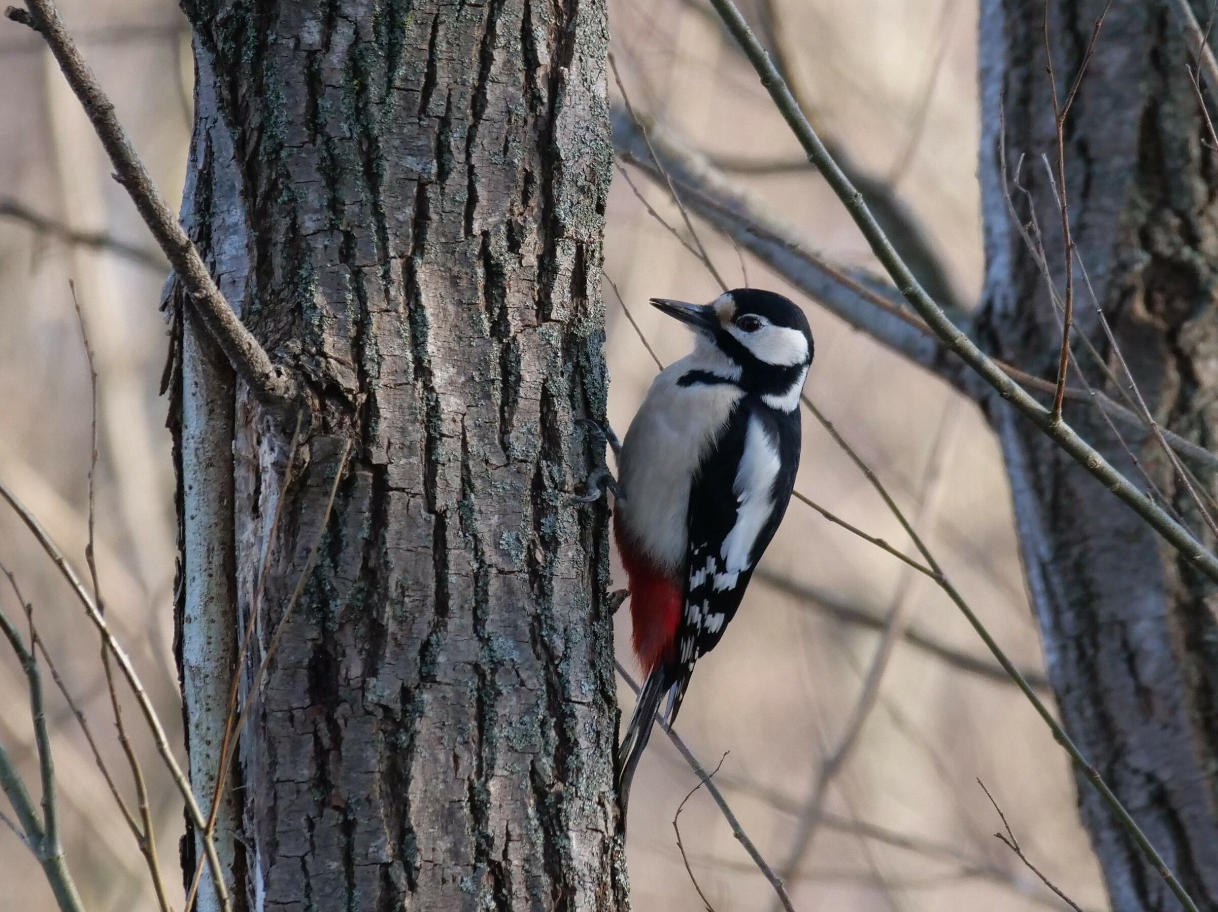 Greater red woodpecker (Dendrocopus major)...