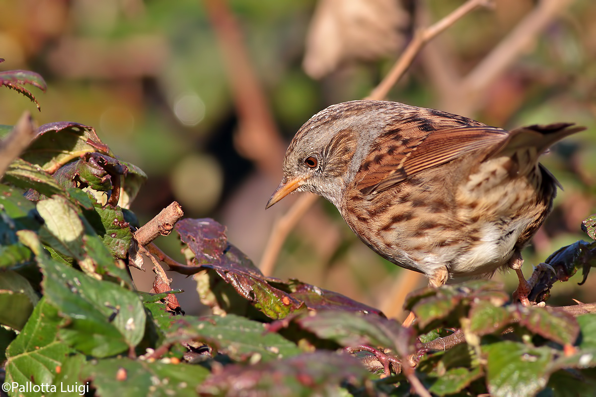Sparrow slap (Prunella modularis)...