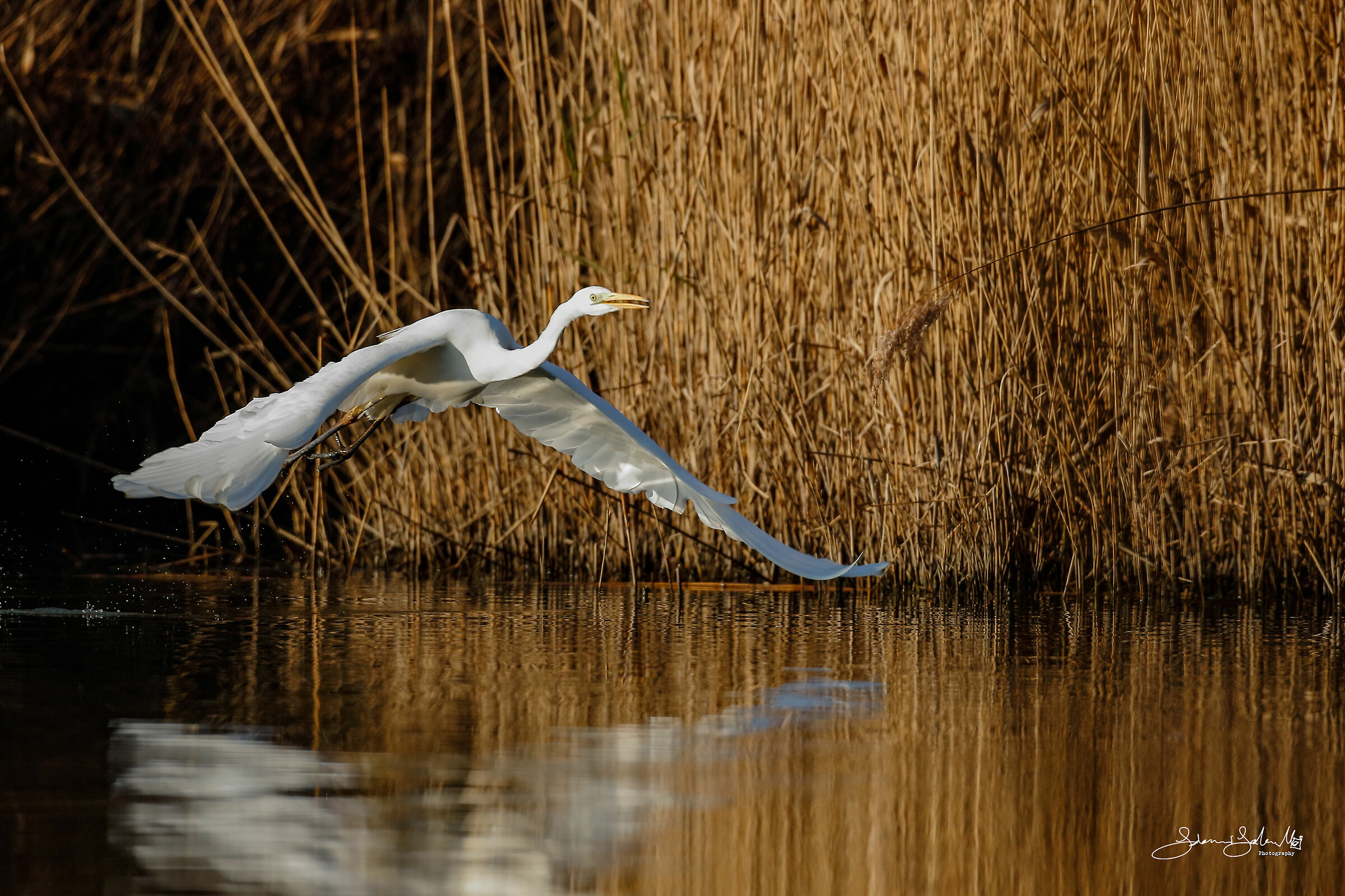 Great egret's flight (Ardea Alba, Linnaeus, 1758)...