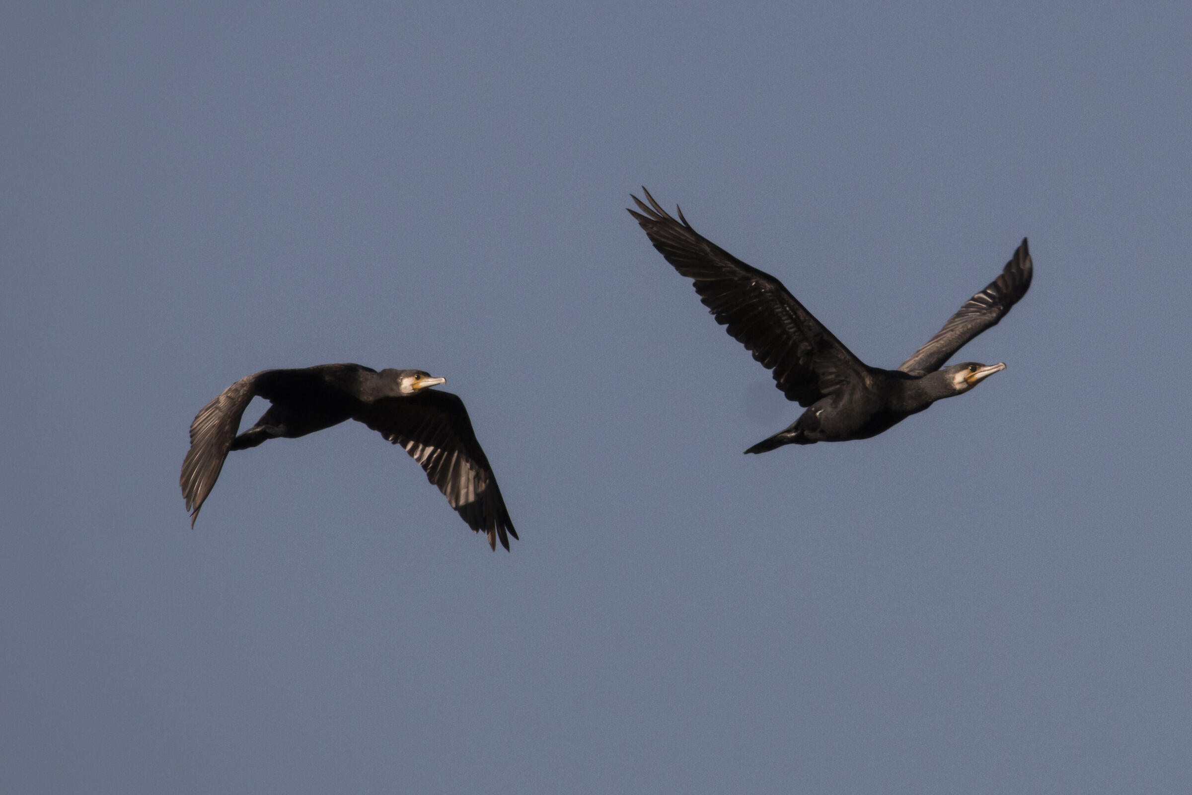Pair of cormorants...