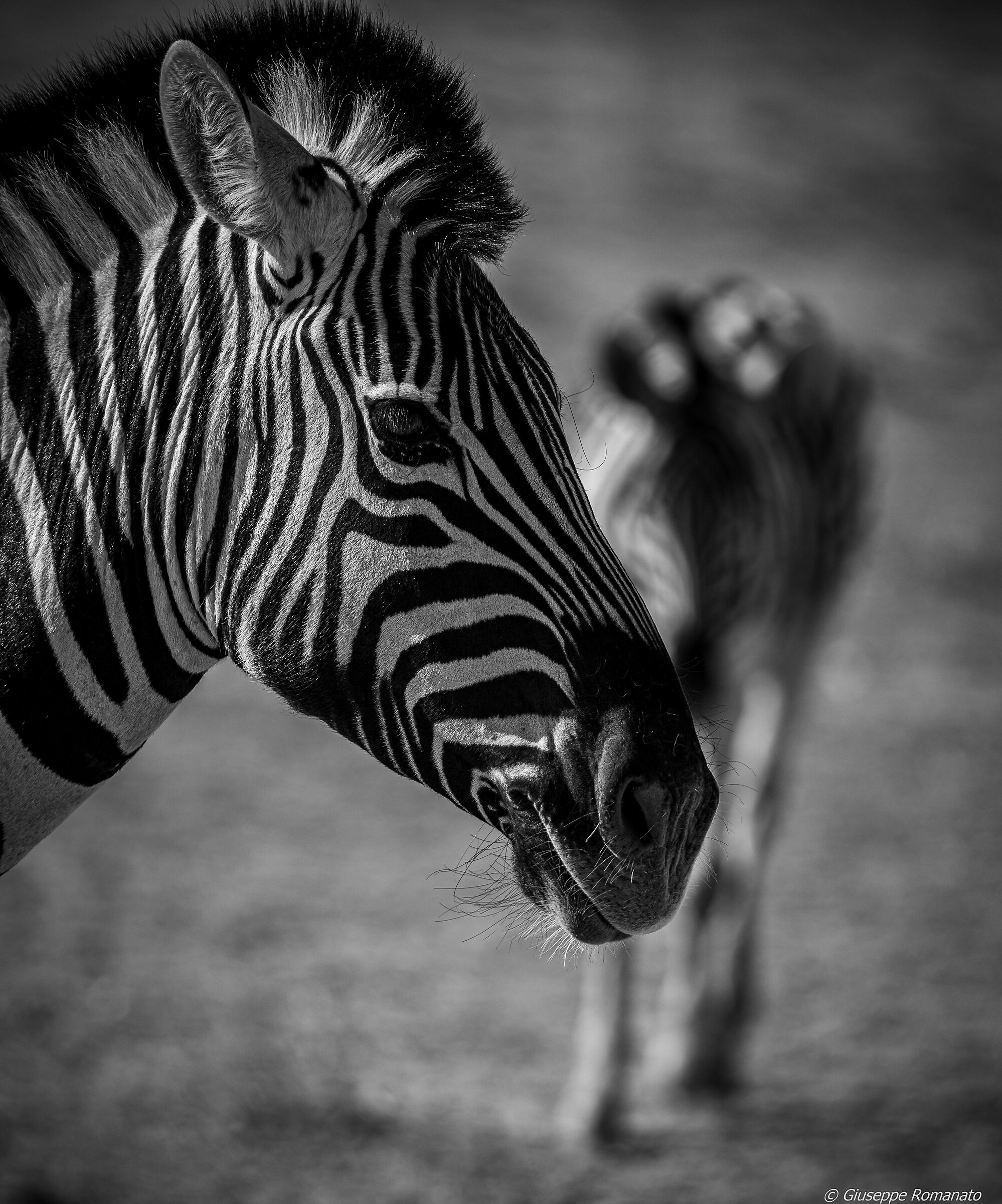 Zebra, in black and white...