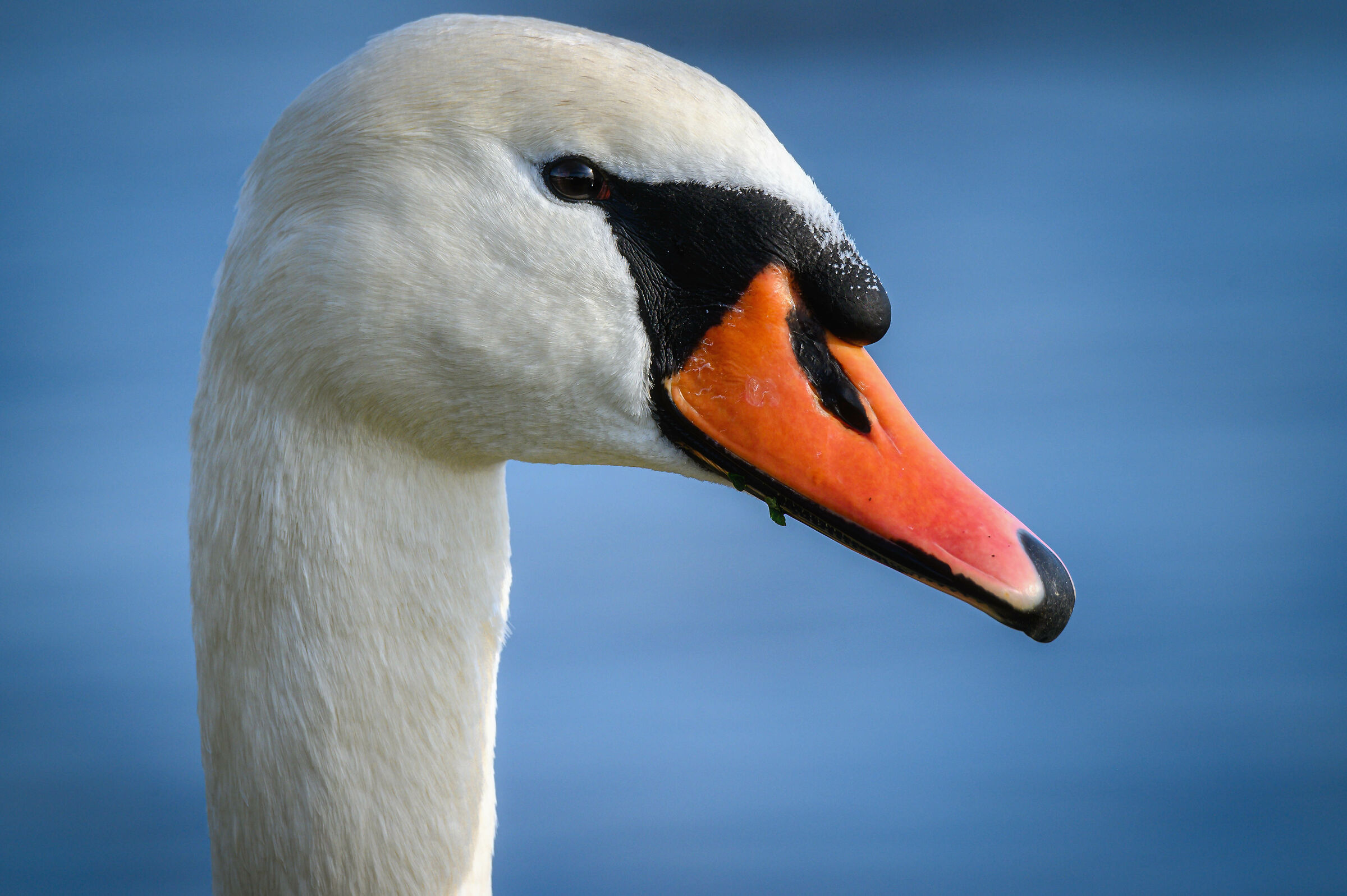 Portrait of a Swan...