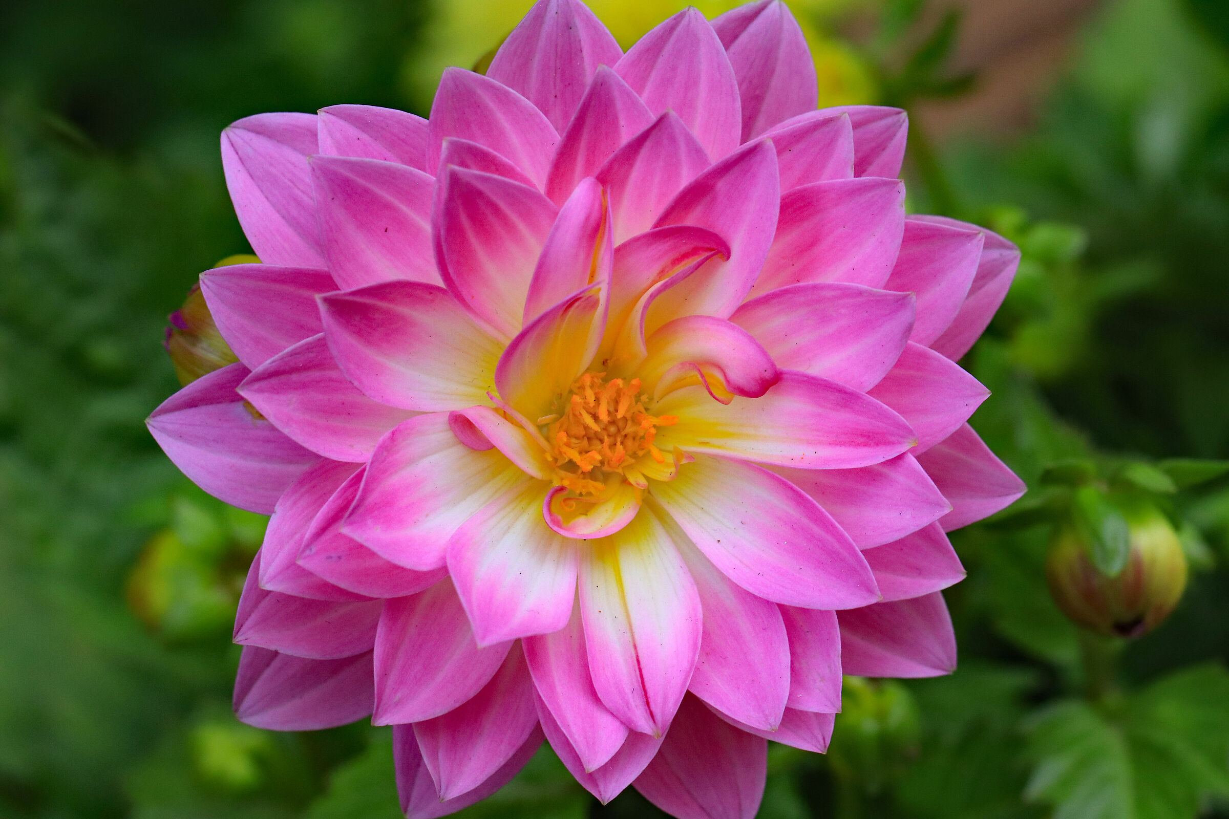 Dalia...
