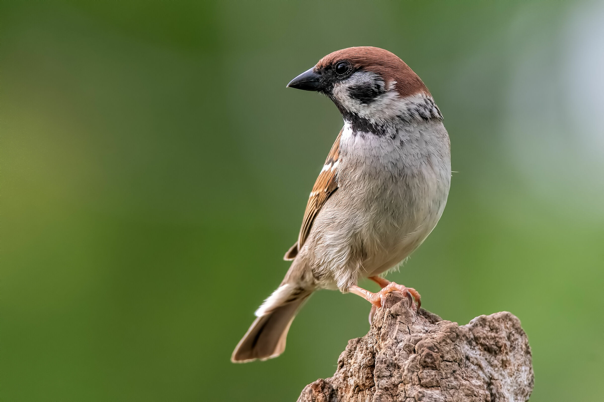domestic sparrow...