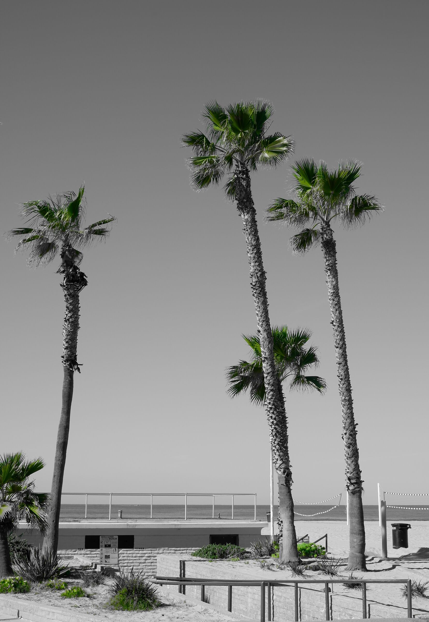 Hermosa Beach palms...
