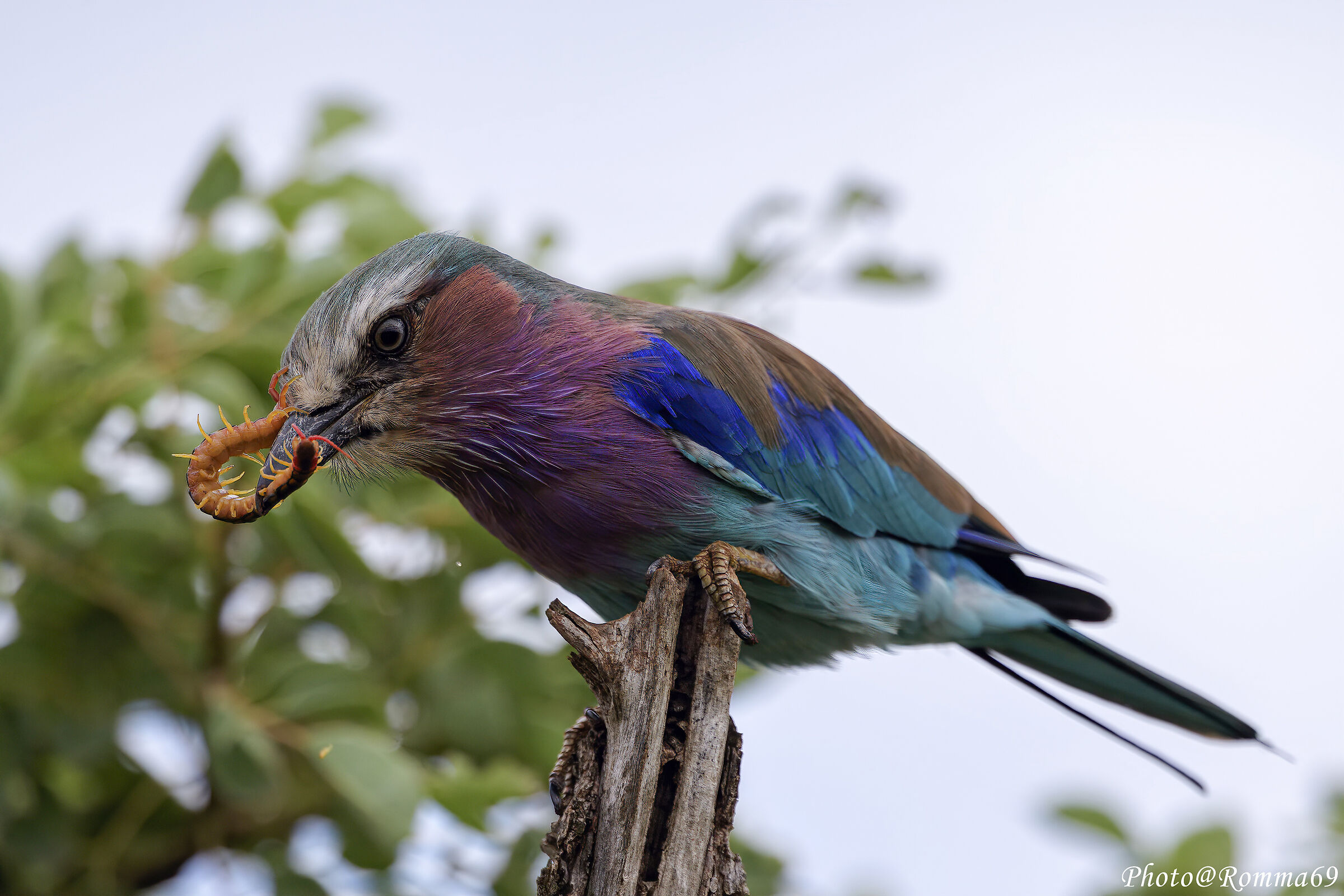 Lilac-breasted roller...