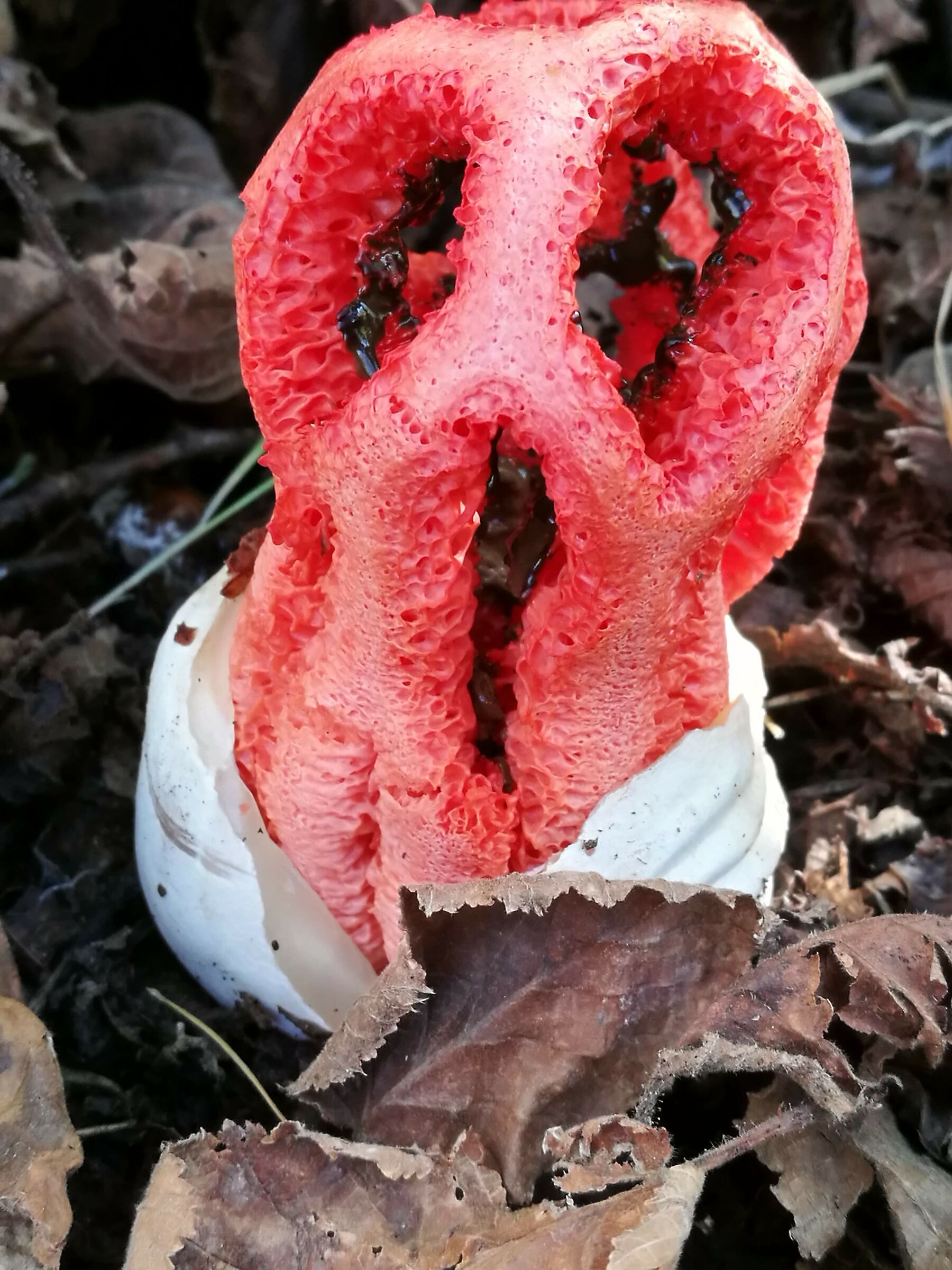 strange fungus of the etna...