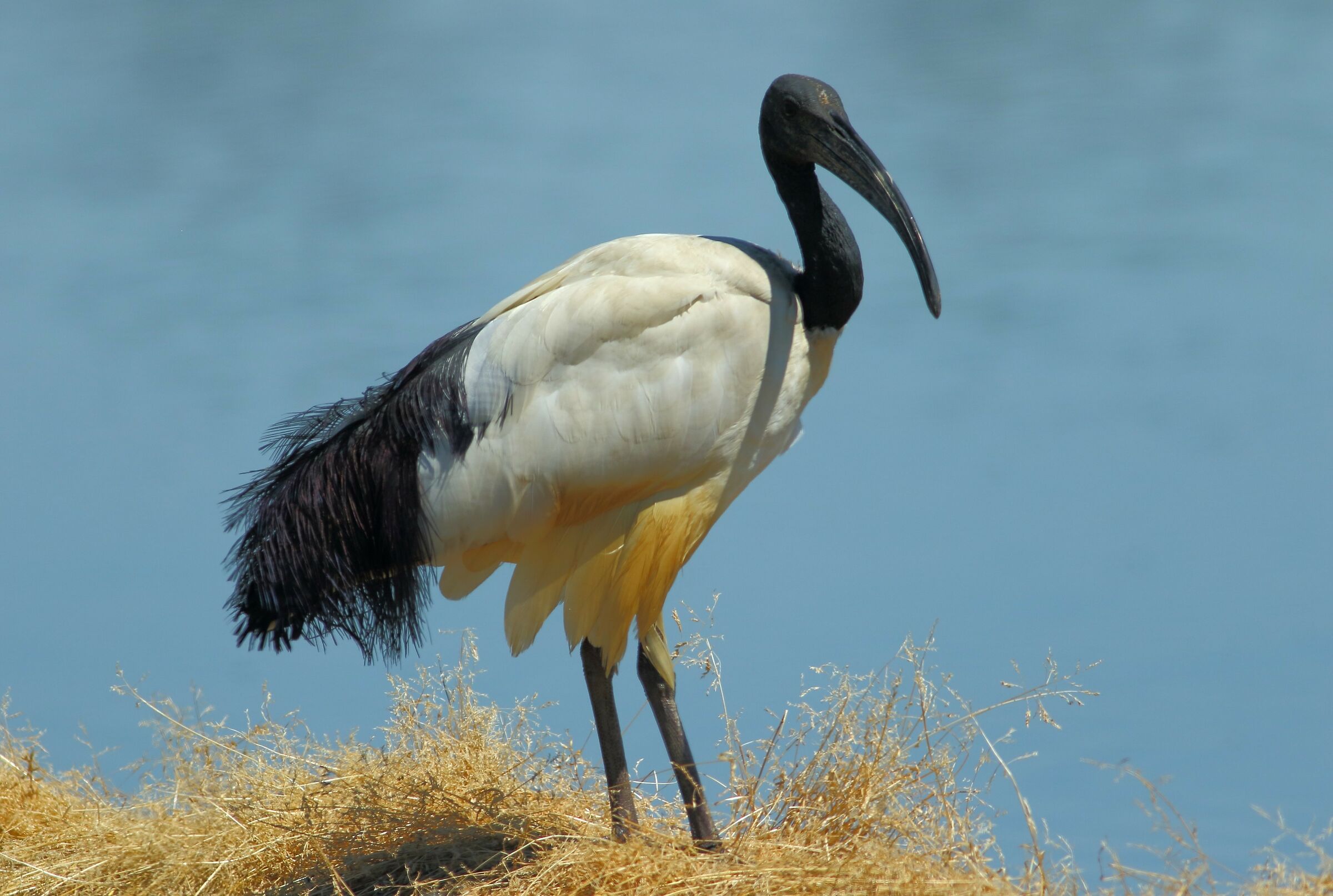 sacred ibis...