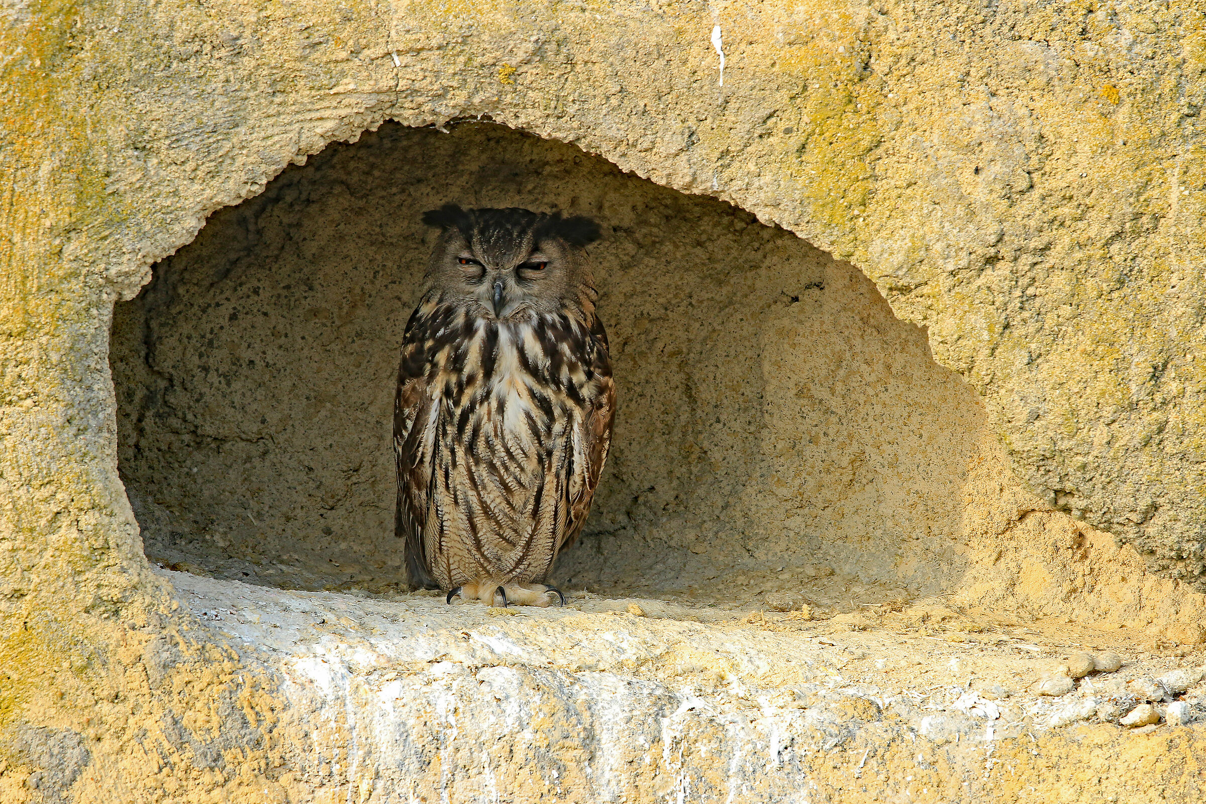 Owl in the shade...