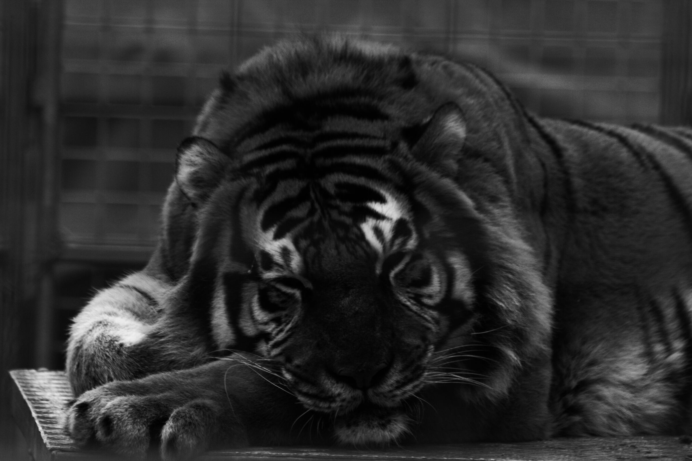 Panthera tigris...