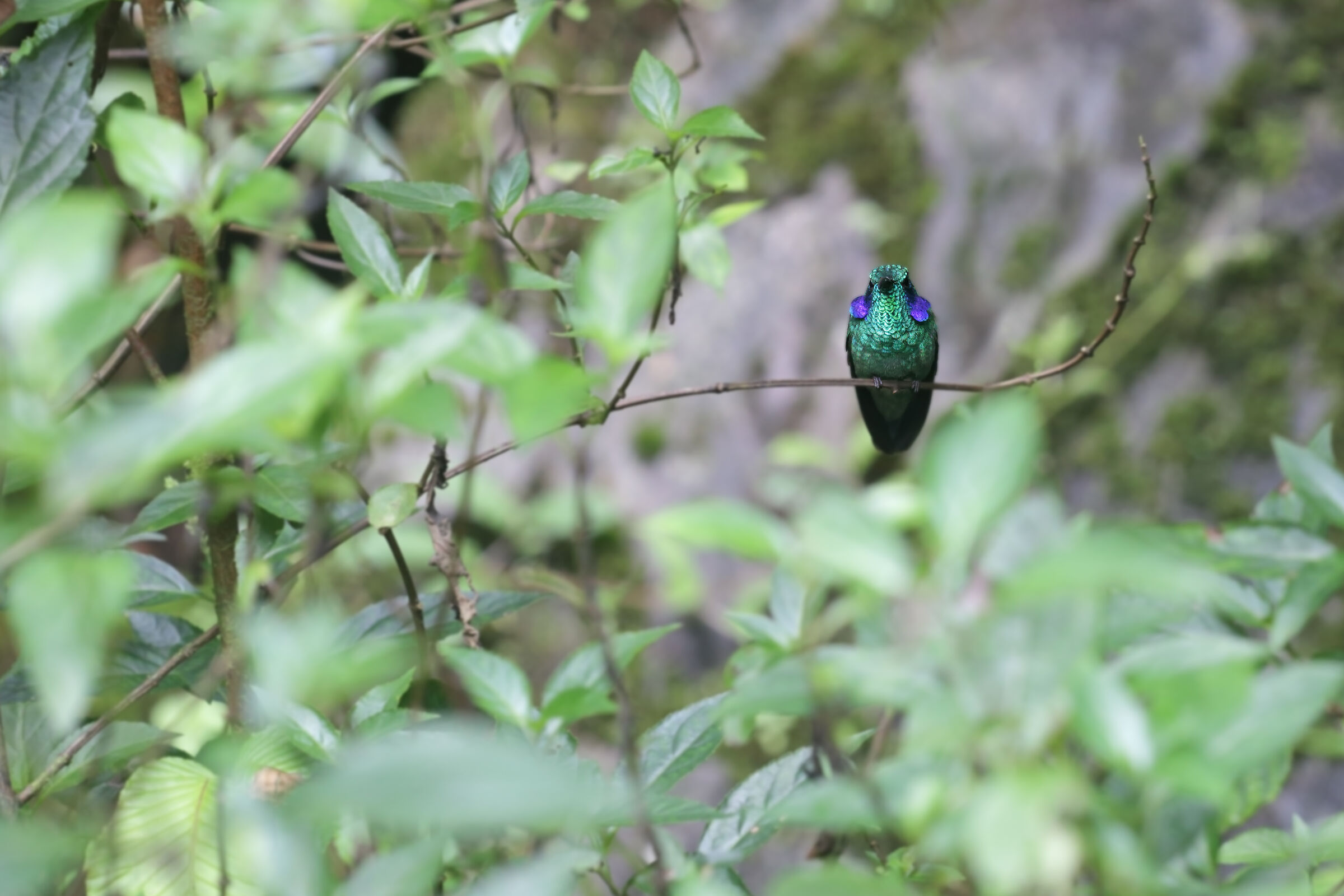 Green Violetear (Colibri thalassinus)...